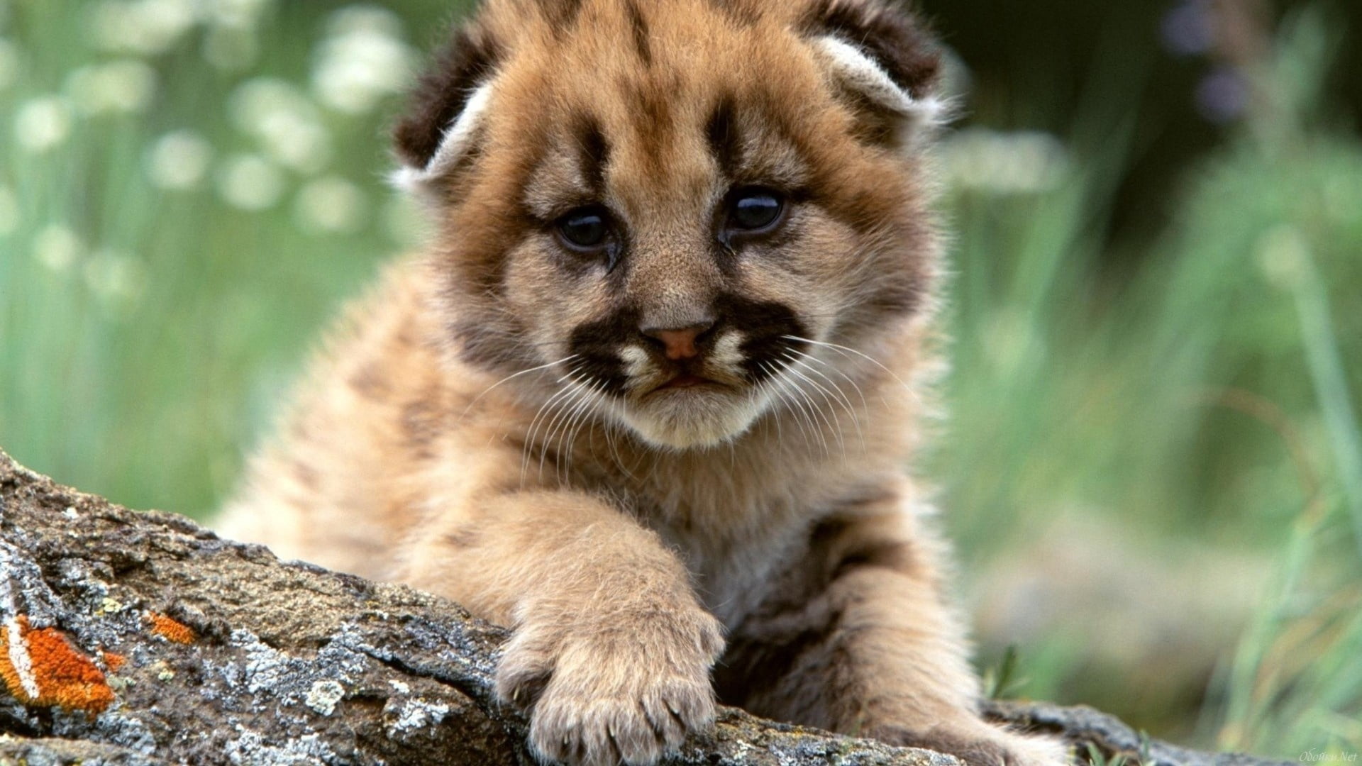 no People, baby, wildlife, nature, endangered Species, focus on foreground, portrait, brown, undomesticated Cat, close-up, big Cat, beauty In Nature, carnivore, HD Wallpaper