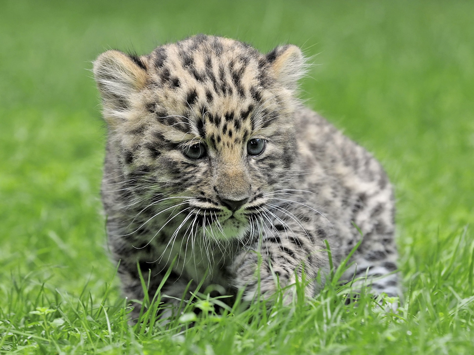 Baby, 1080P, Green, Leopard, Grass, HD Wallpaper