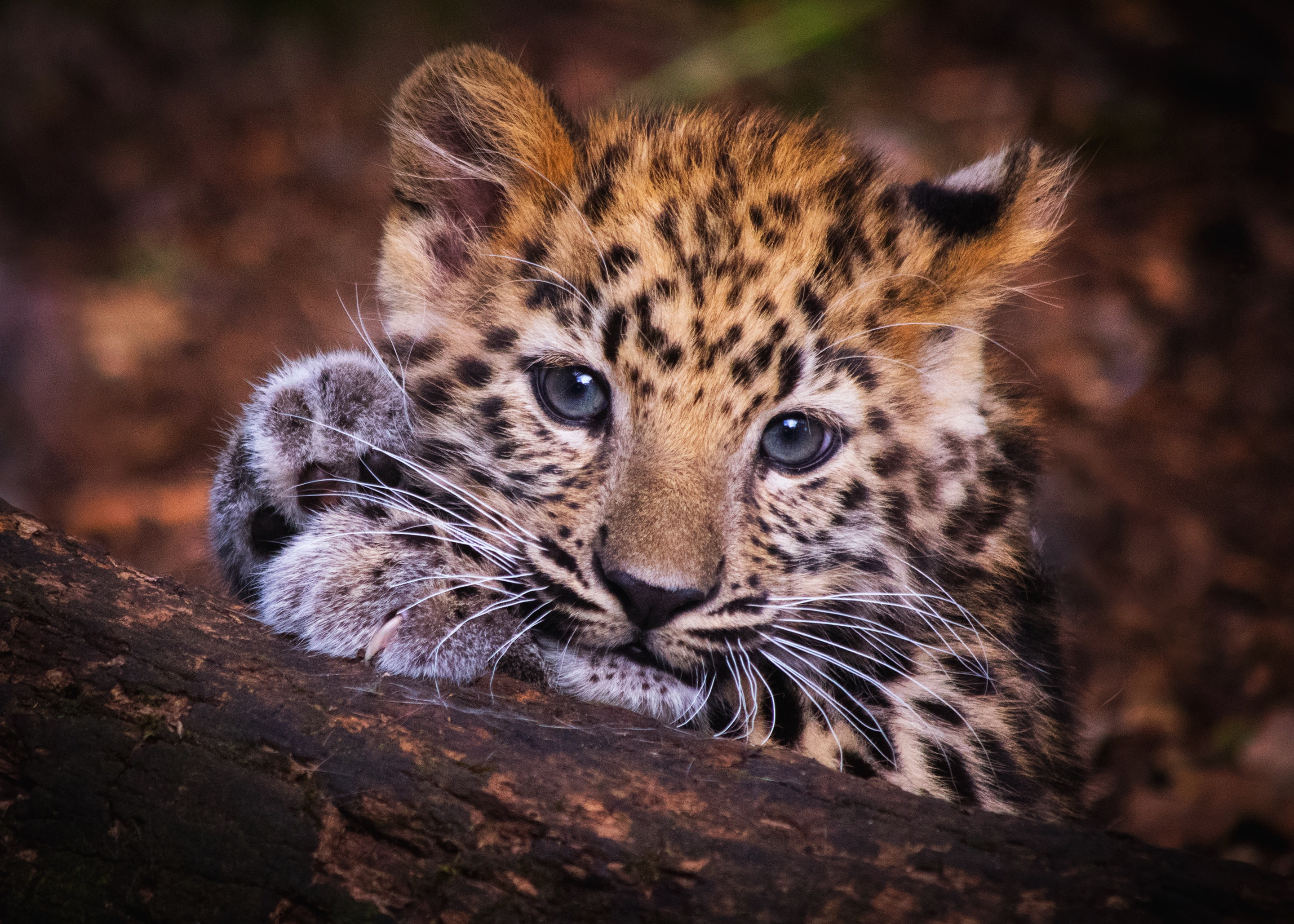 portrait, 2K, look, kid-leoparden, eyes, paws, the leopard baby, log, baby, background, leopard, face, kitty, cub, HD Wallpaper