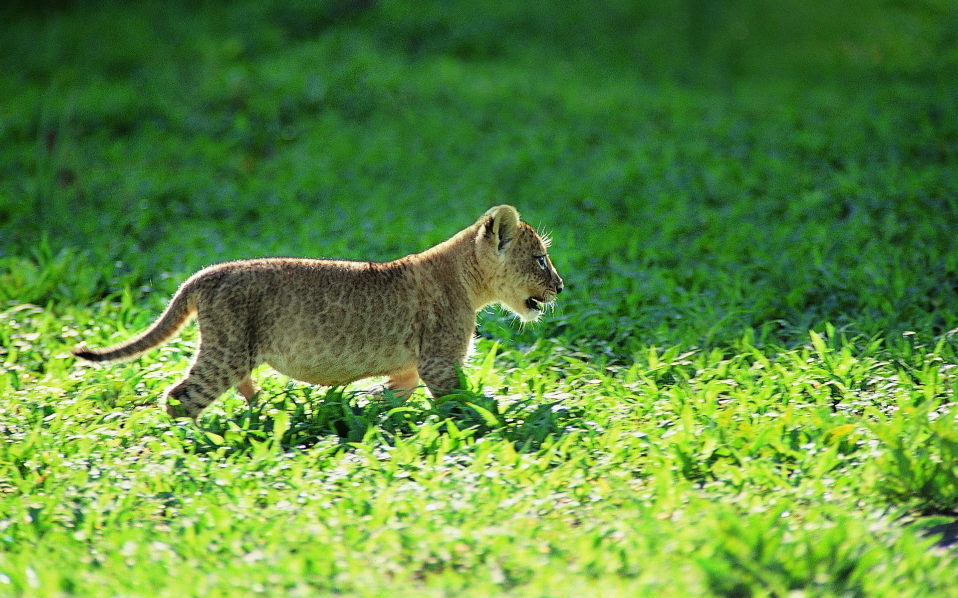 cub, day, selective focus, pets, wilderness Area, safari Animals, cougar, herbivorous, animals In The Wild, livestock, undomesticated Cat, leopard, land, HD Wallpaper