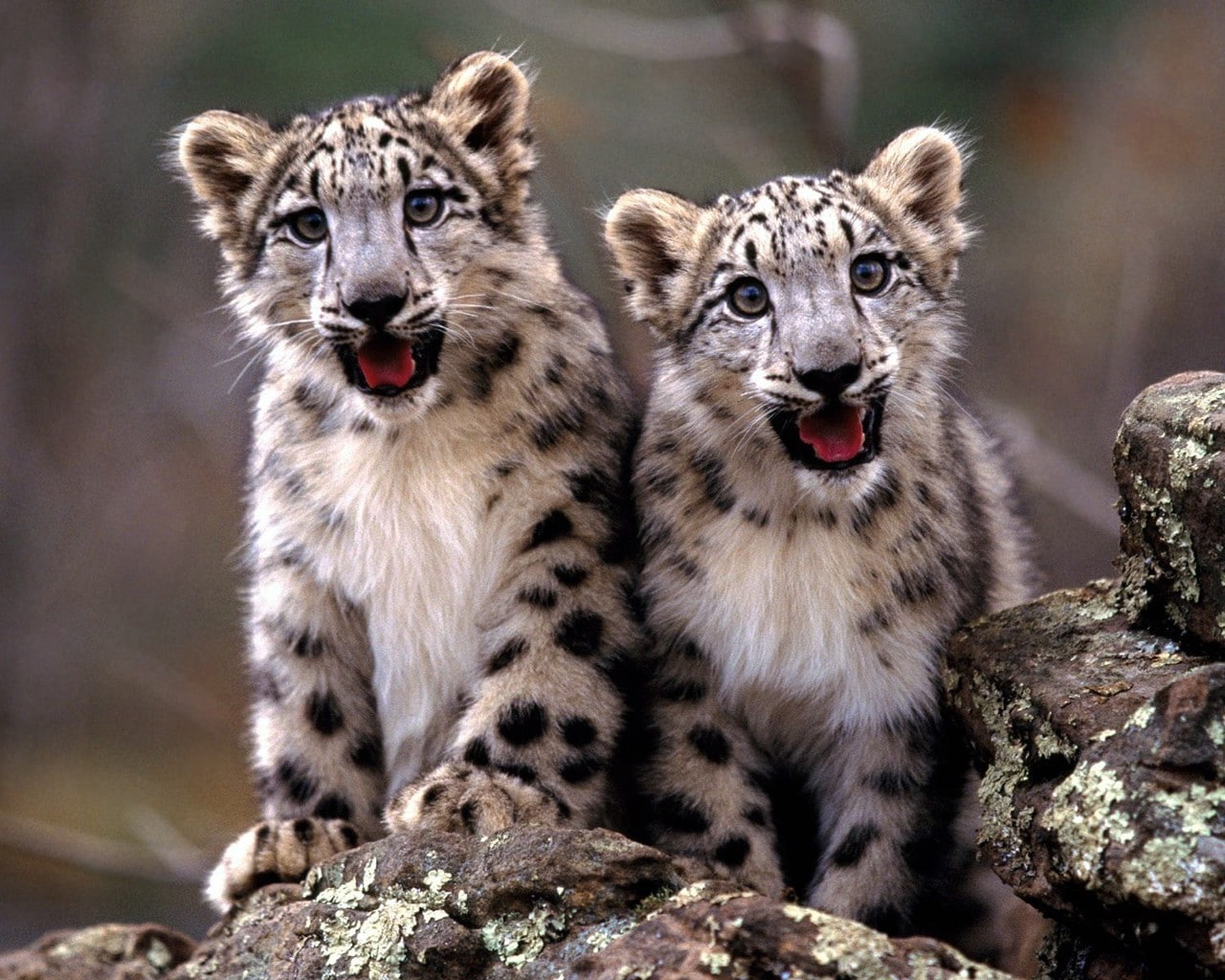 baby animals, leopard, animals, 720P, Snow Leopards, HD Wallpaper