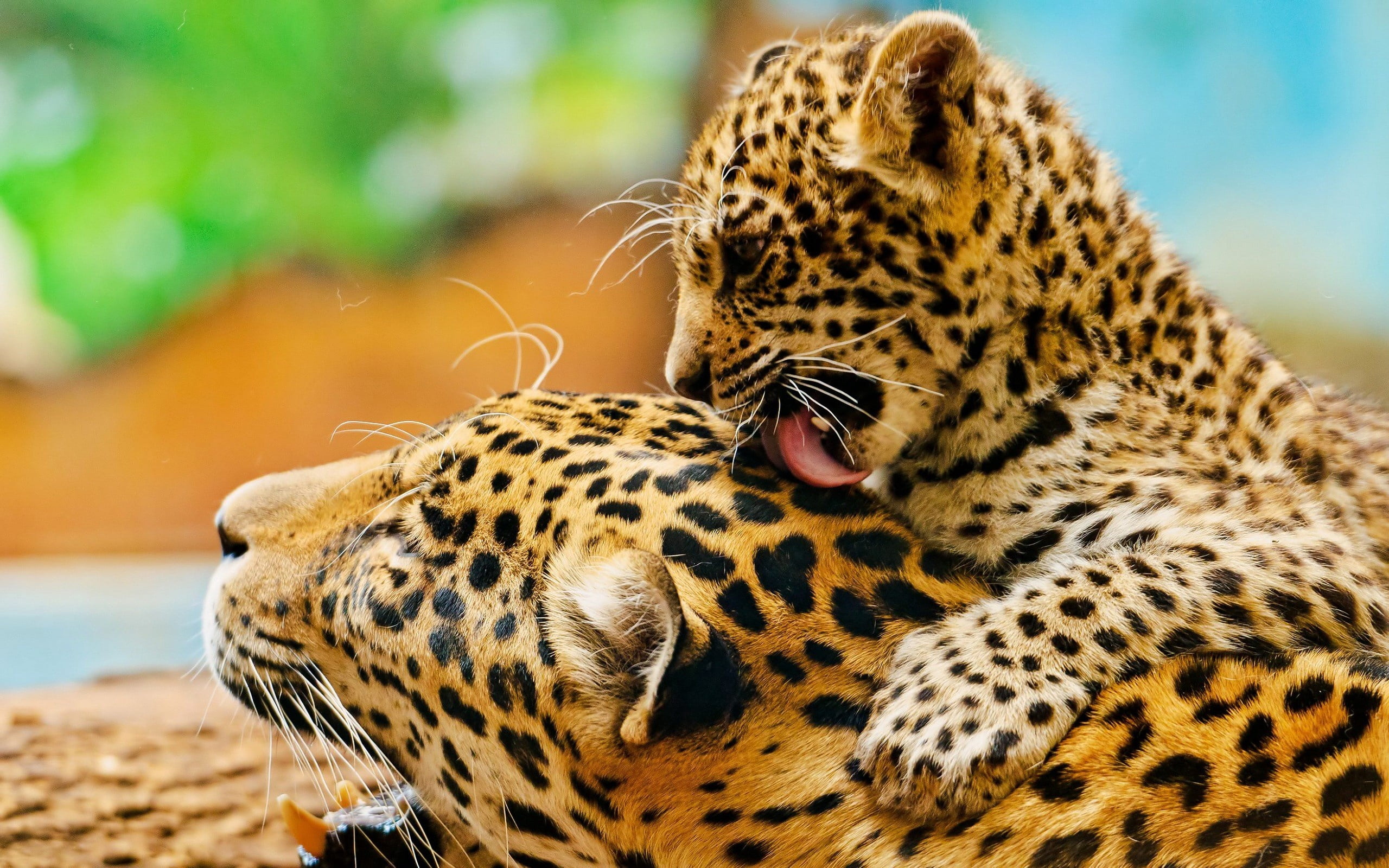 animals And Pets, big Cat, no People, endangered Species, carnivora, cat, carnivore, focus on foreground, camouflage, africa, couple, lick, 2K, vertebrate, HD Wallpaper