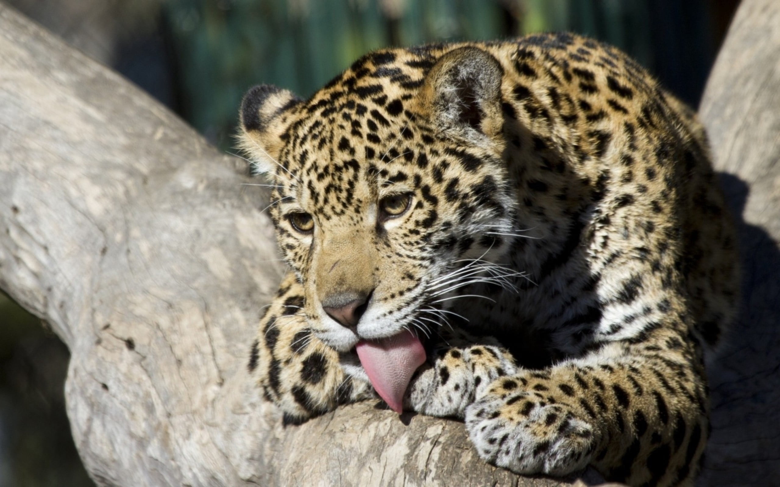 jaguar, fur, focus on foreground, no People, one Animal, big Cat, animal, mouth open, mammal, animal wildlife, animal Head, wildlife, lick, tree, spotted, HD Wallpaper