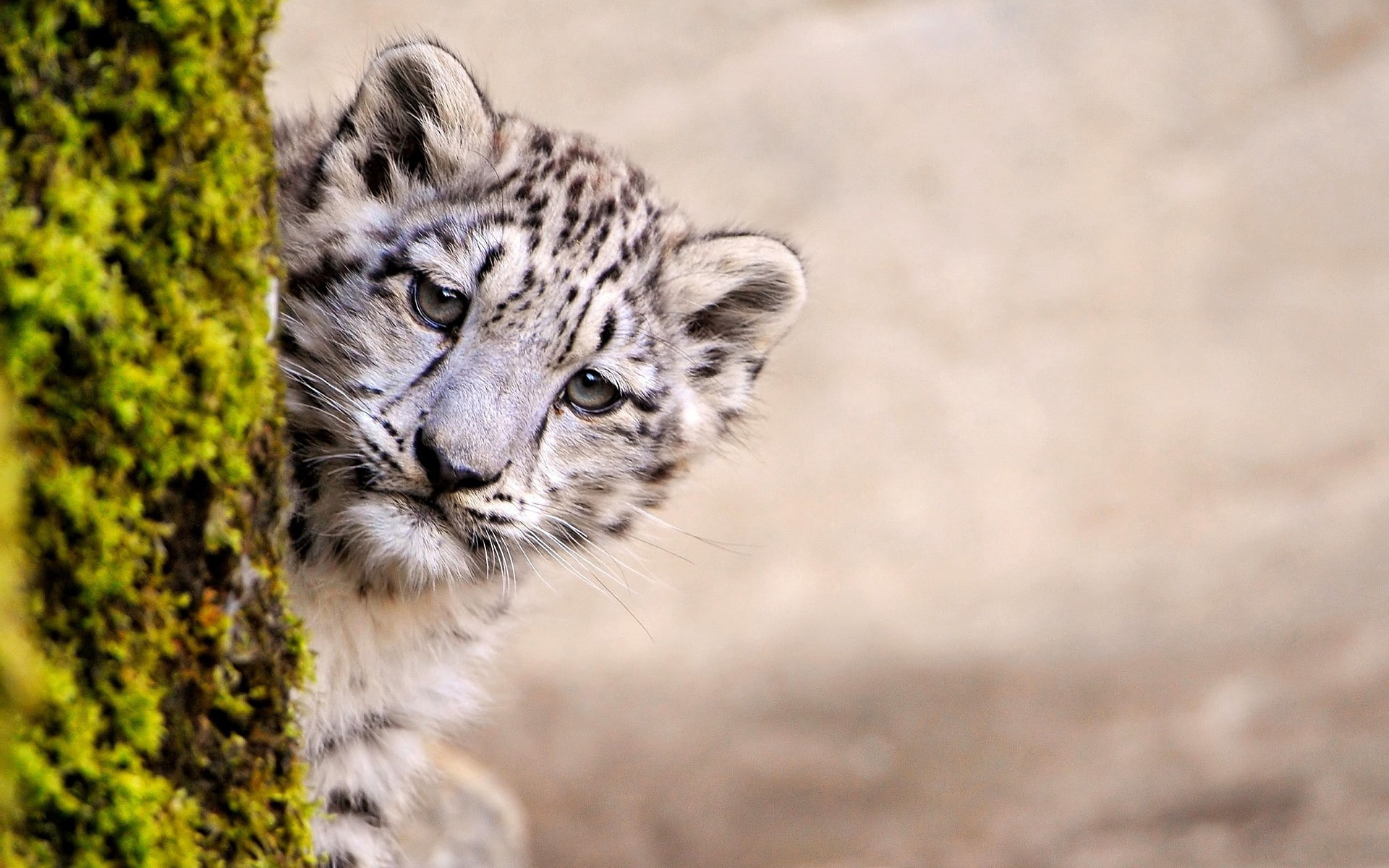 moss, baby, leopards, animals, snow, 1080P, HD Wallpaper