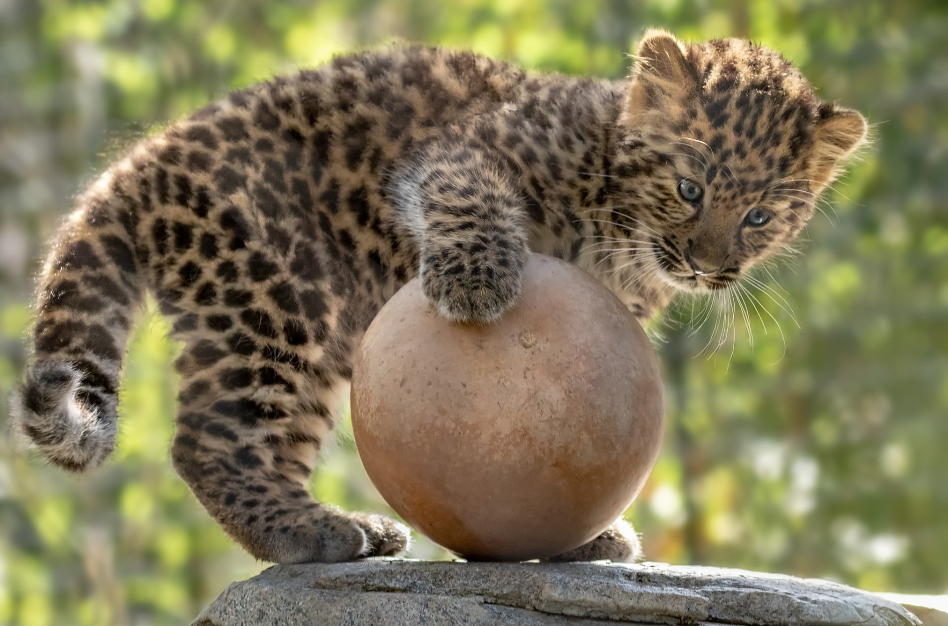 Baby Animal, 1080P, Cub, Cats, Leopard, Wildlife, HD Wallpaper
