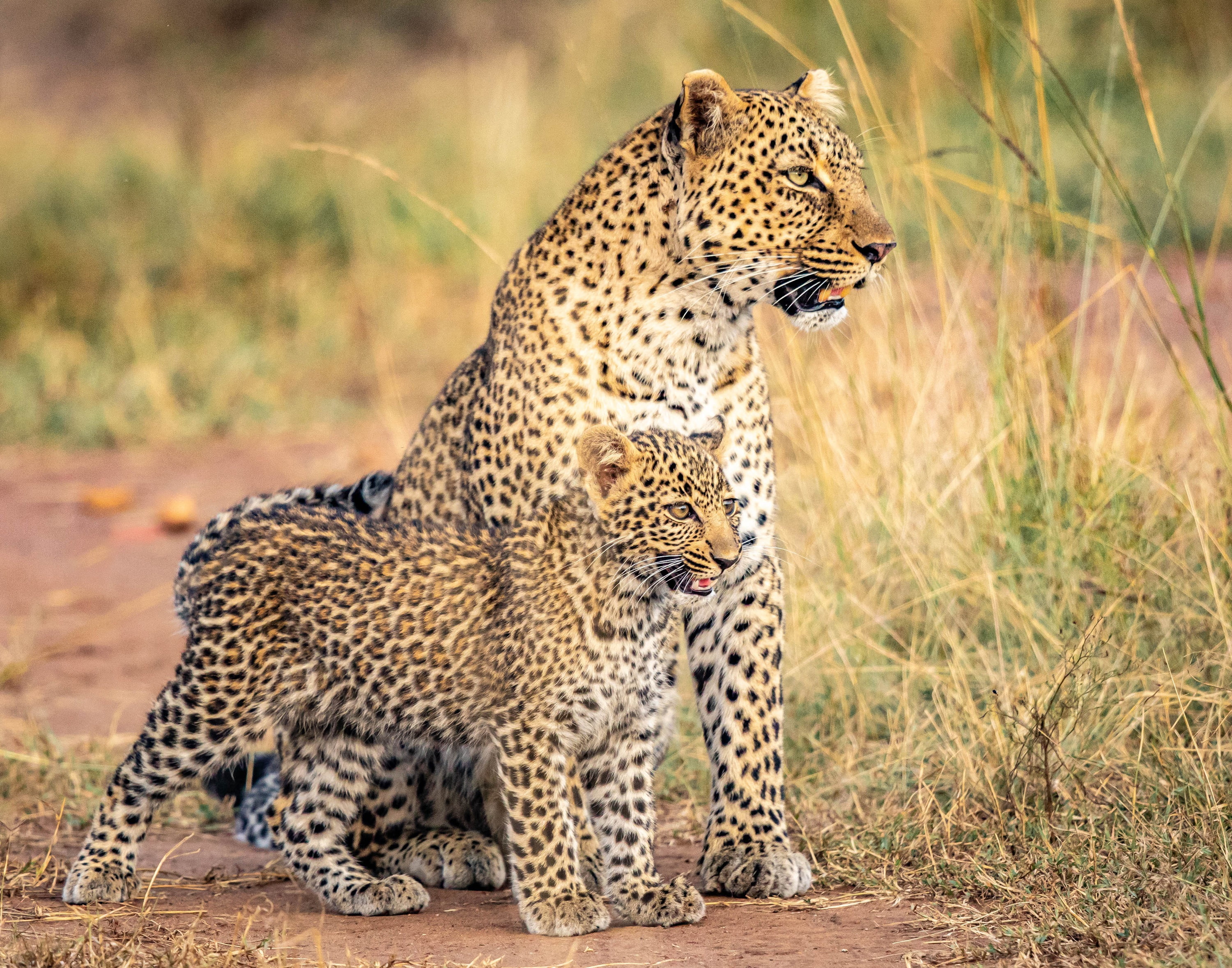 predator (Animal), Cats, Big Cat, Wildlife, 2K, Cub, Leopard, Baby Animal, HD Wallpaper