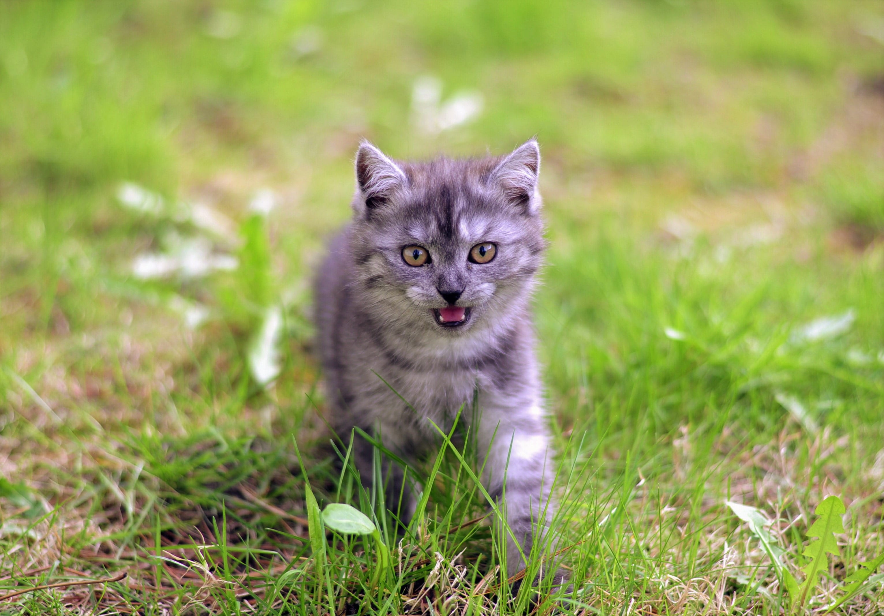 baby cat, grey kitten, foldex, nature, bengal, kitten, domestic cat, no people, leopard, domestic animals, field, grey, meow, photography, focus, exotic shorthair, HD Wallpaper