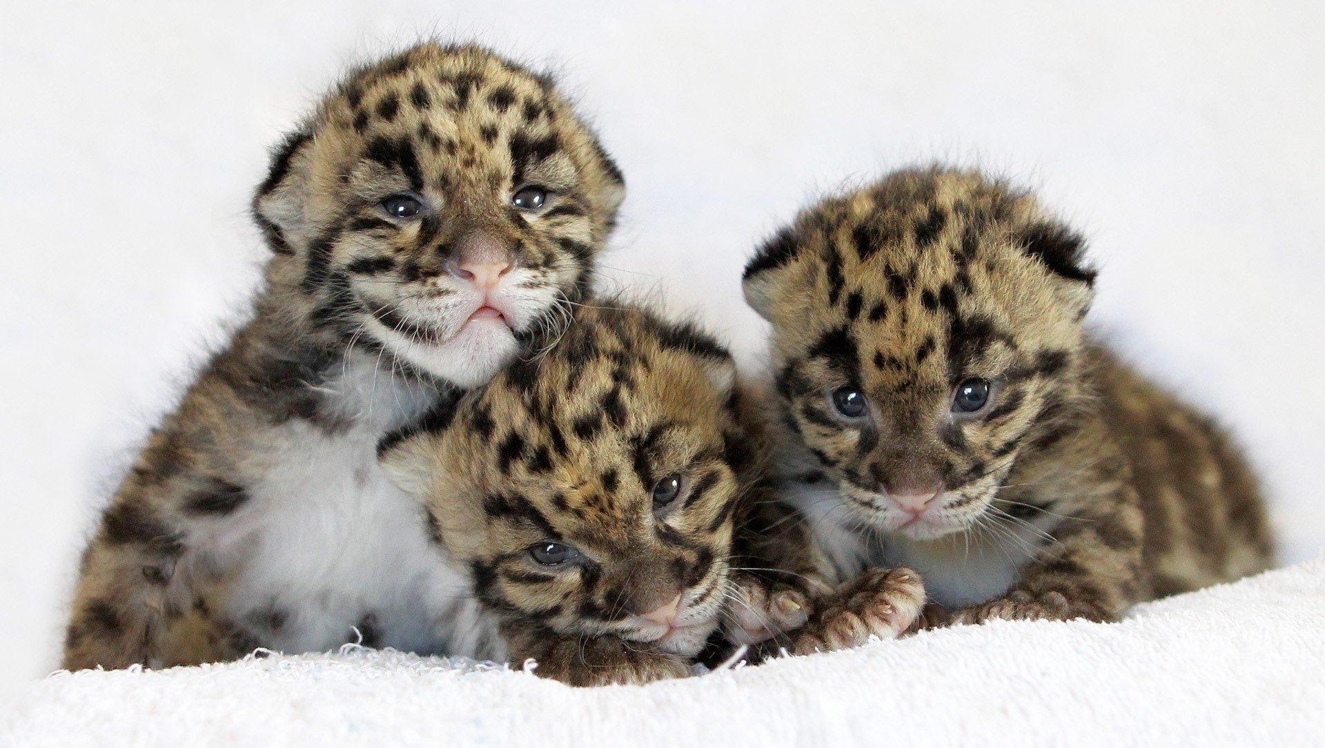 Cats, Cub, Leopard, Baby Animal, 1080P, HD Wallpaper