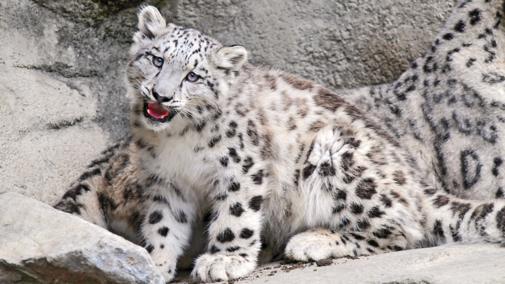 Big Cat, Snow Leopard, 1080P, Leopard, Baby Animal, Cats, predator (Animal), HD Wallpaper