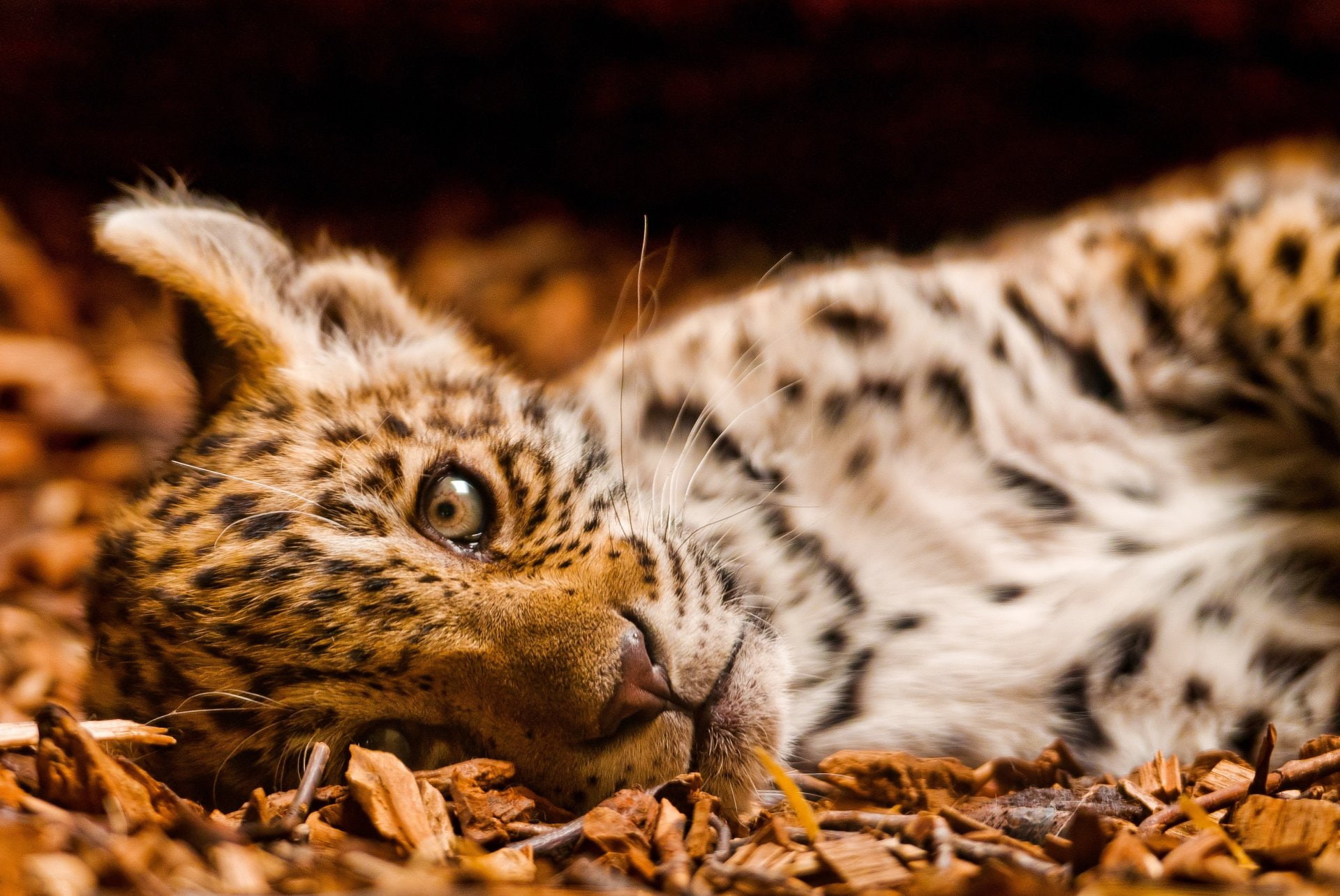 Cats, 1080P, Cute, Cub, Animal, Baby Animal, Leopard, HD Wallpaper