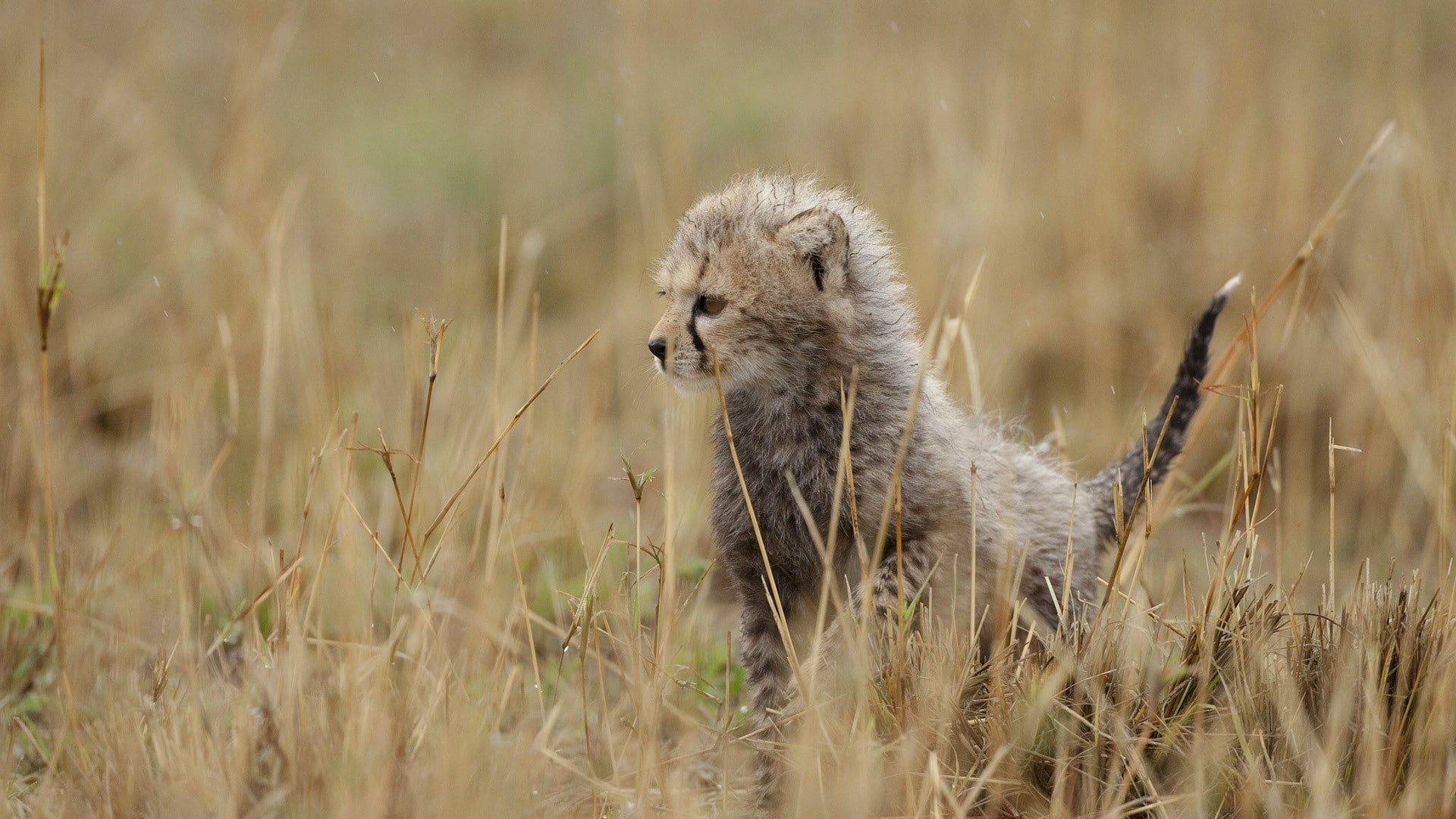 baby animals, nature, animals, Feline, 1080P, leopard, HD Wallpaper