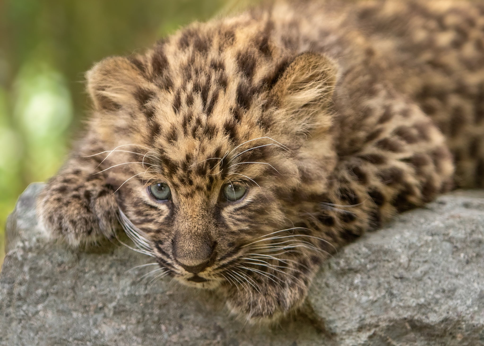 animals, 1080P, cats, baby animals, leopard (animal), mammals, HD Wallpaper
