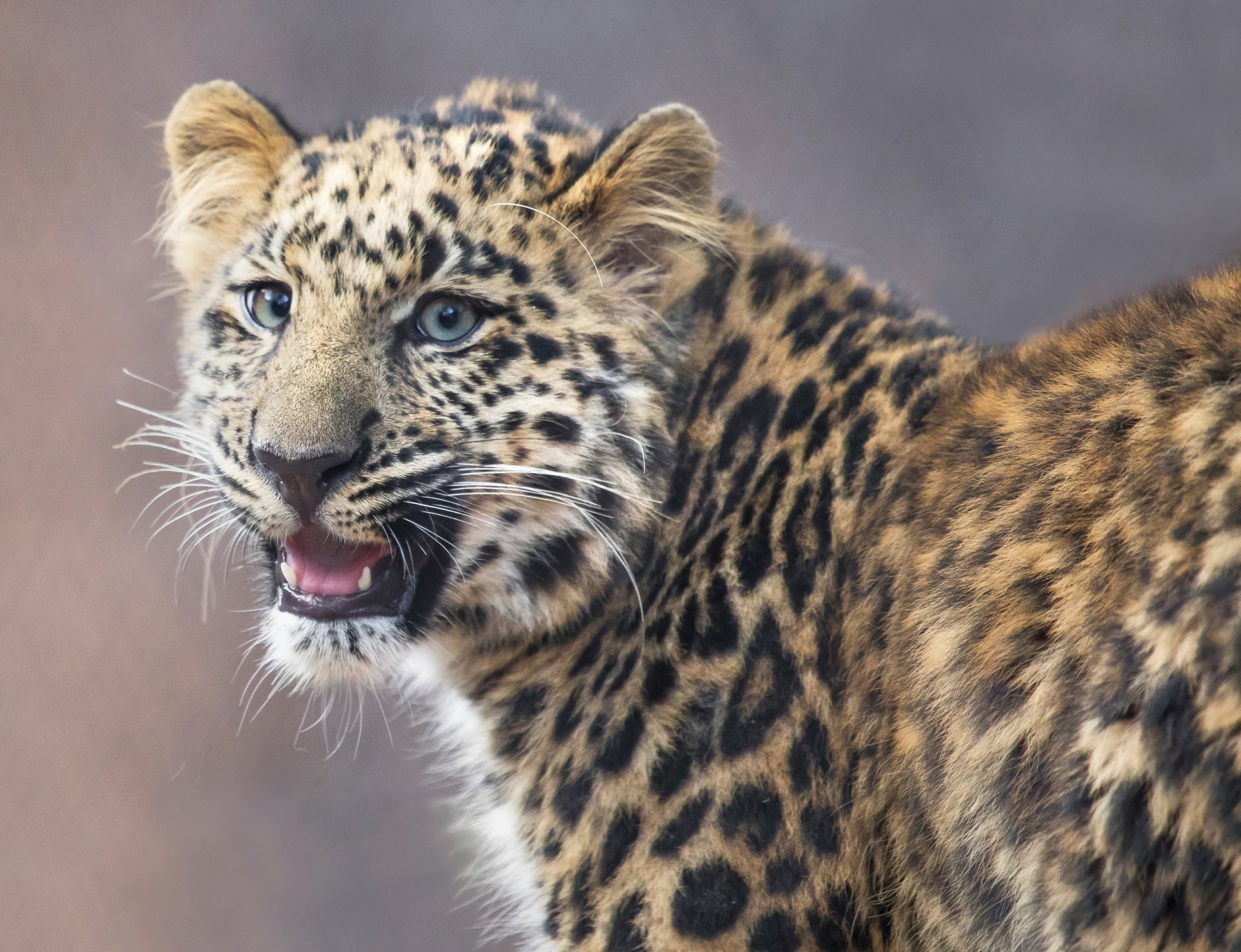 Cats, Leopard, 1080P, Wildlife, Baby Animal, Cub, Big Cat, HD Wallpaper