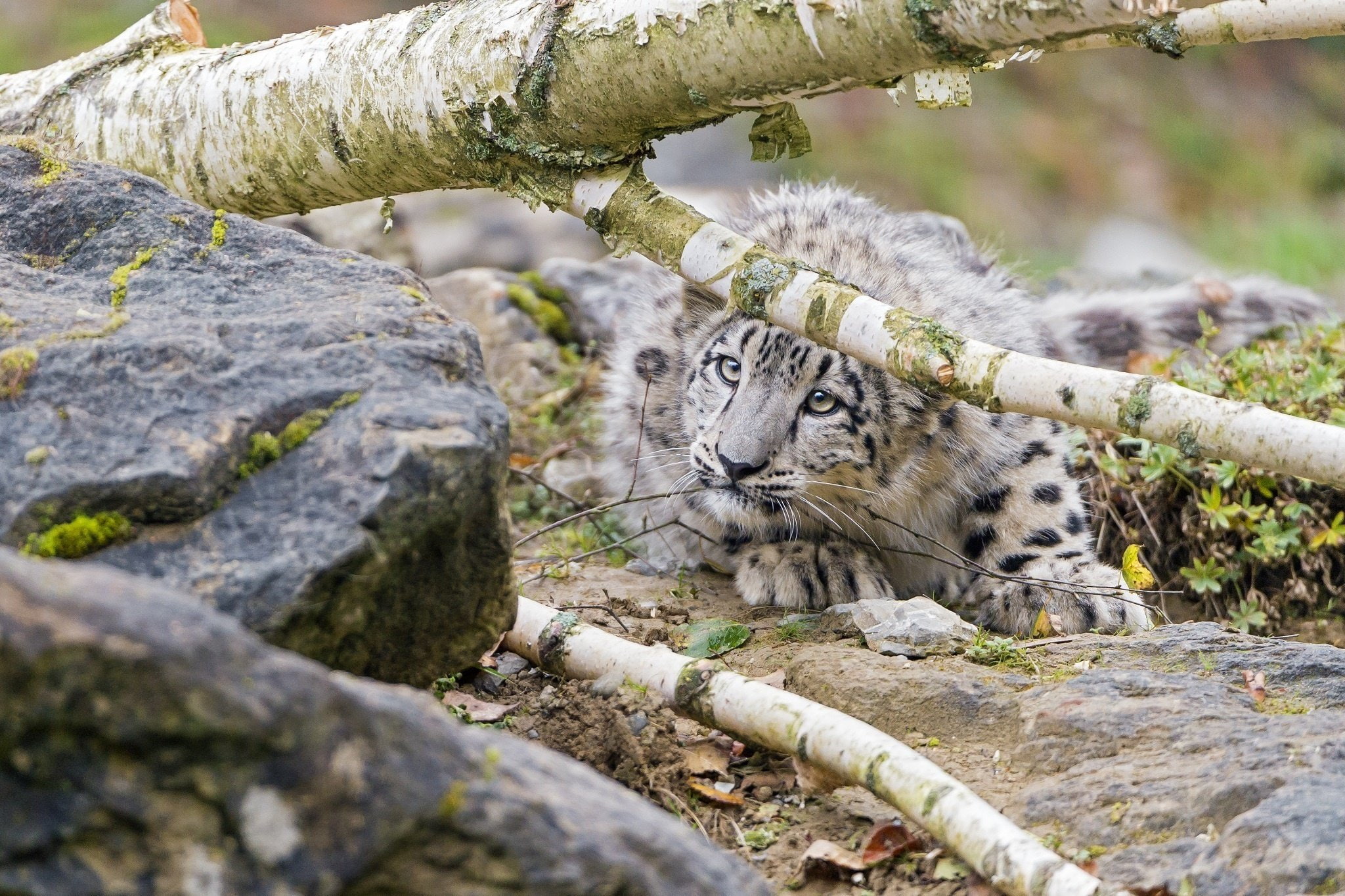 wild, day, animal themes, animals in the wild, snow, solid, animal wildlife, tree, Cub, 1080P, nature, mammal, big cat, selective focus, Kitten, one animal, HD Wallpaper