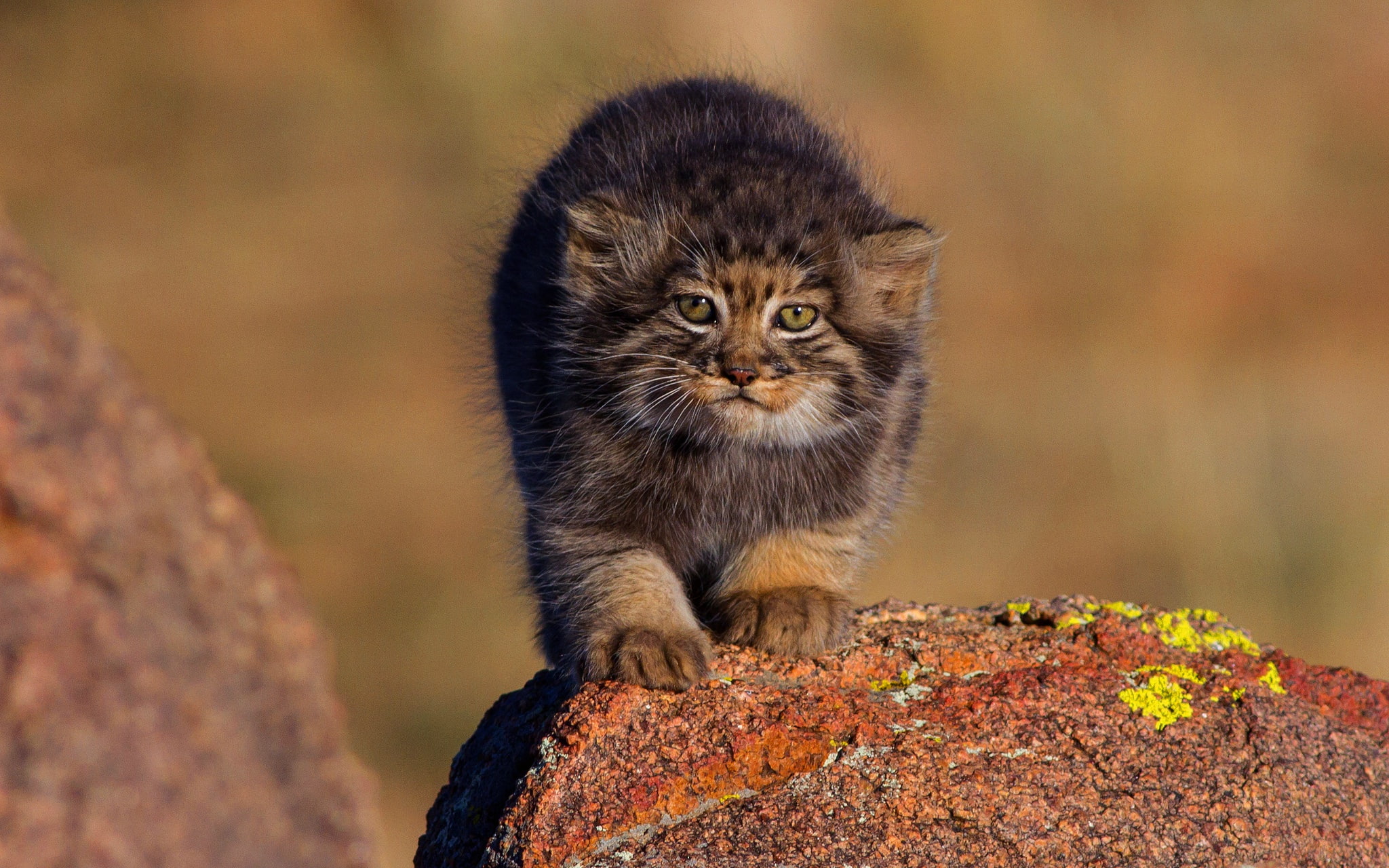 cub, background, 1080P, nature, small, baby, kitty, face, stones, manul, cat, wild cats, HD Wallpaper