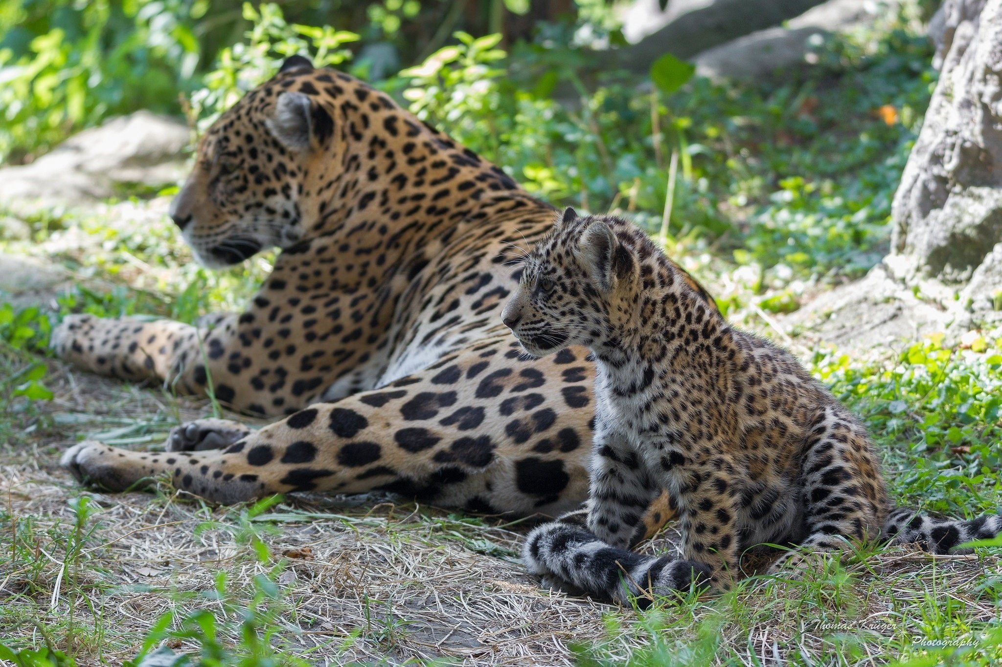 wild, mom, couple, jaguars, 1080P, predators, family, baby, cats, HD Wallpaper