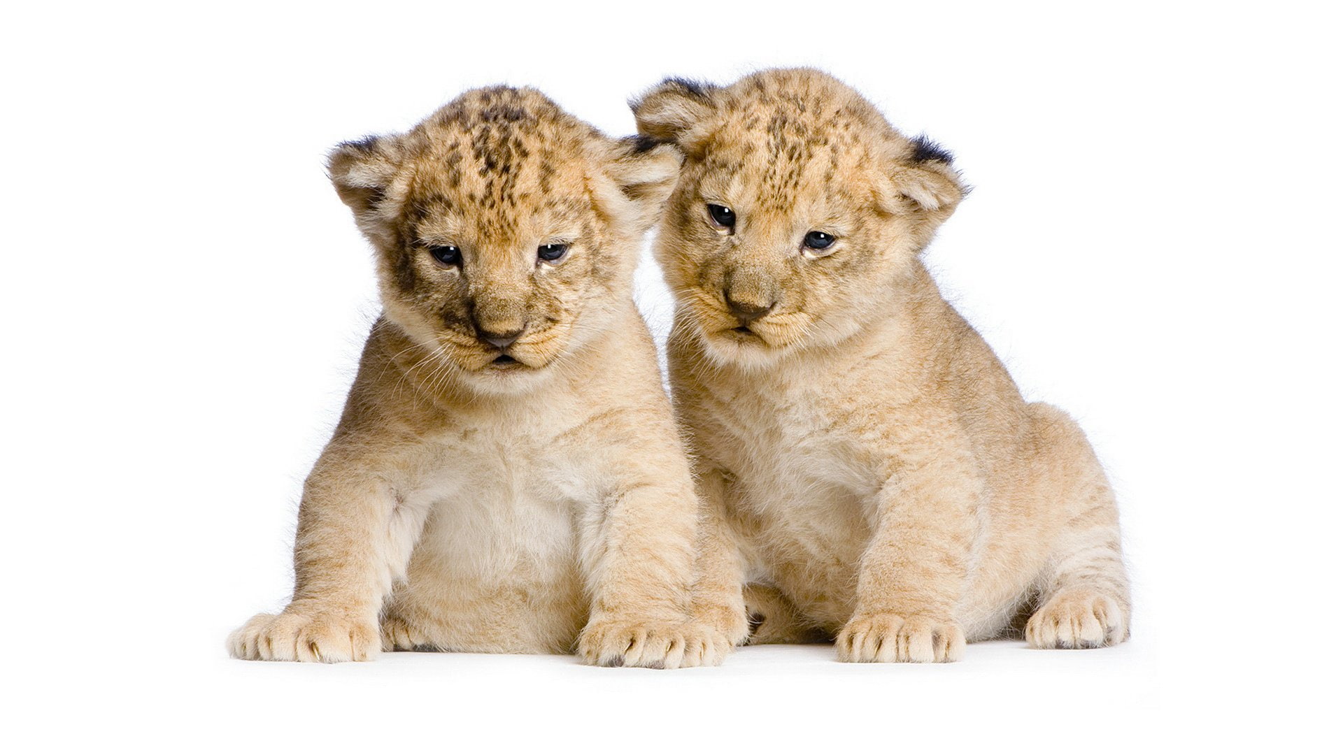 Photo, cut out, lion, 1080P, group of animals, background, lion - feline, animal family, togetherness, white background, softness, white, cute, domestic animals, HD Wallpaper