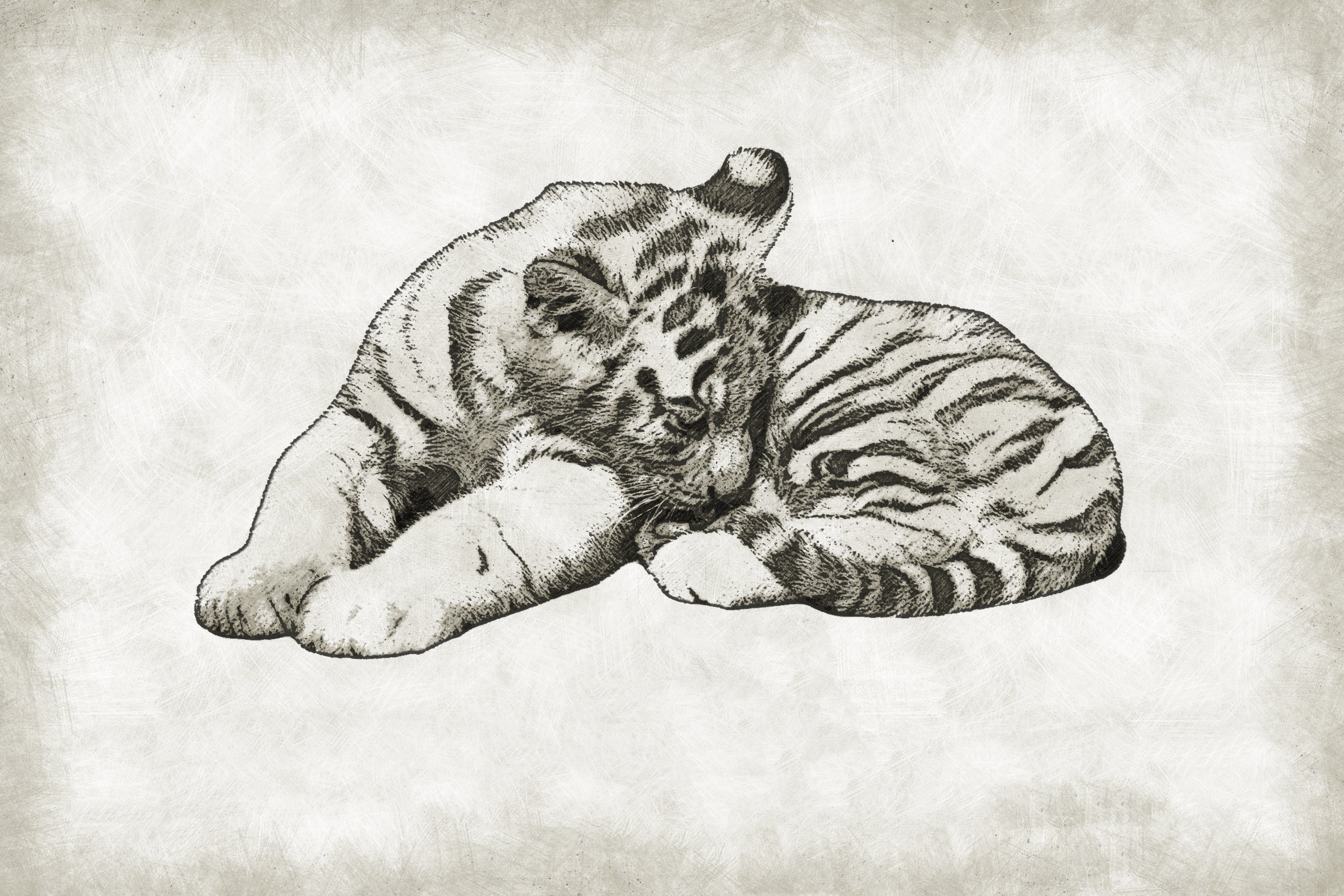 wildlife, indoors, studio shot, baby, nature, sketch, animal, auto post production filter, animal body part, textured effect, textured, one animal, predator, HD Wallpaper