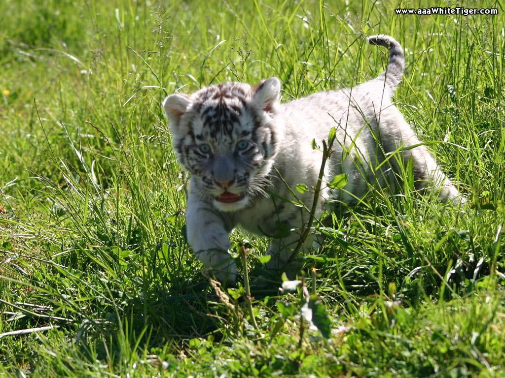tiger, baby, wild cat, hd, animals, art, grass, 480P, HD Wallpaper