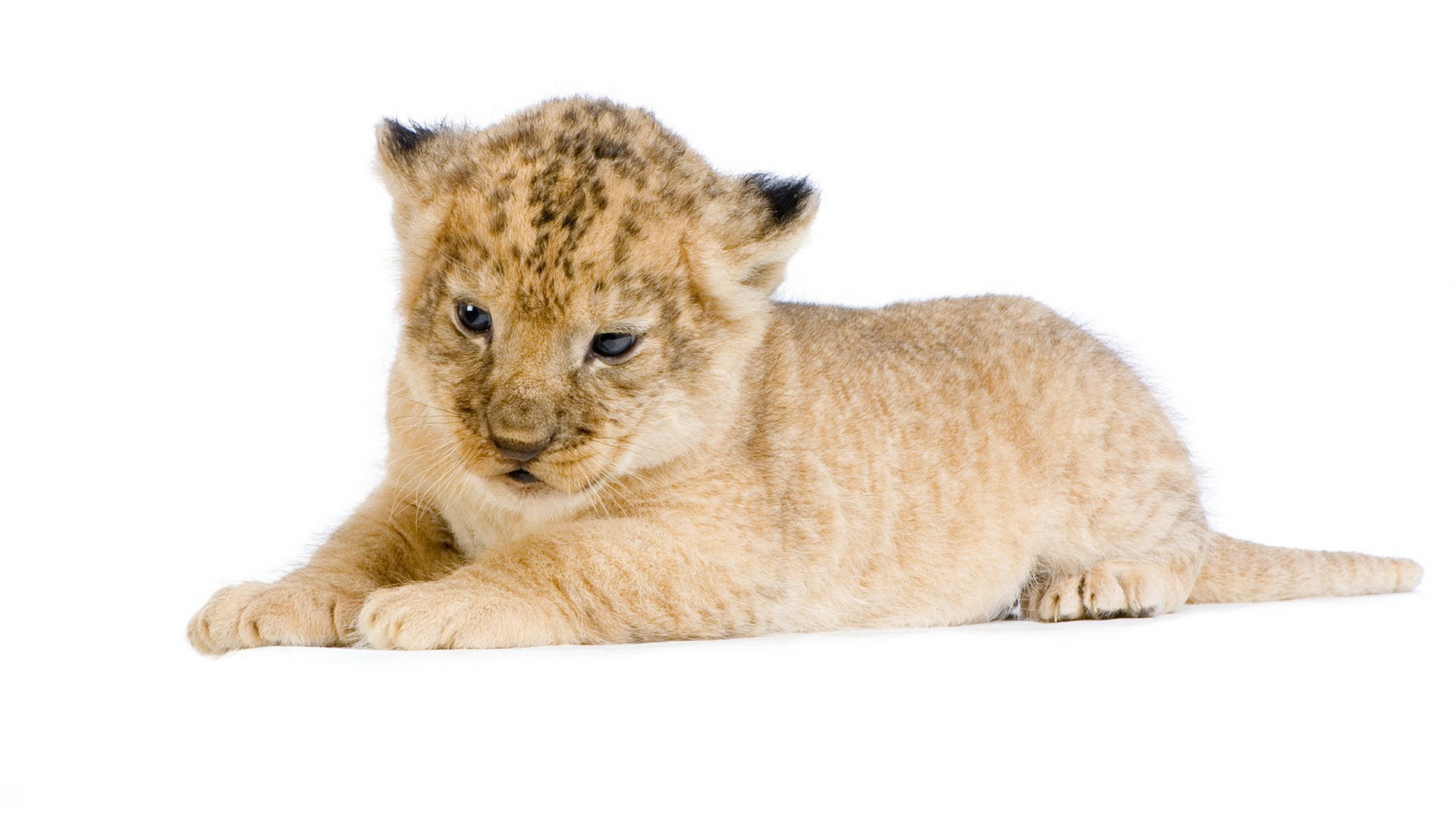 domestic animals, cut out, young animal, baby, cub, cute, background, white, animal, Photo, lion - feline, lion cub, care, animal themes, mammal, studio shot, HD Wallpaper
