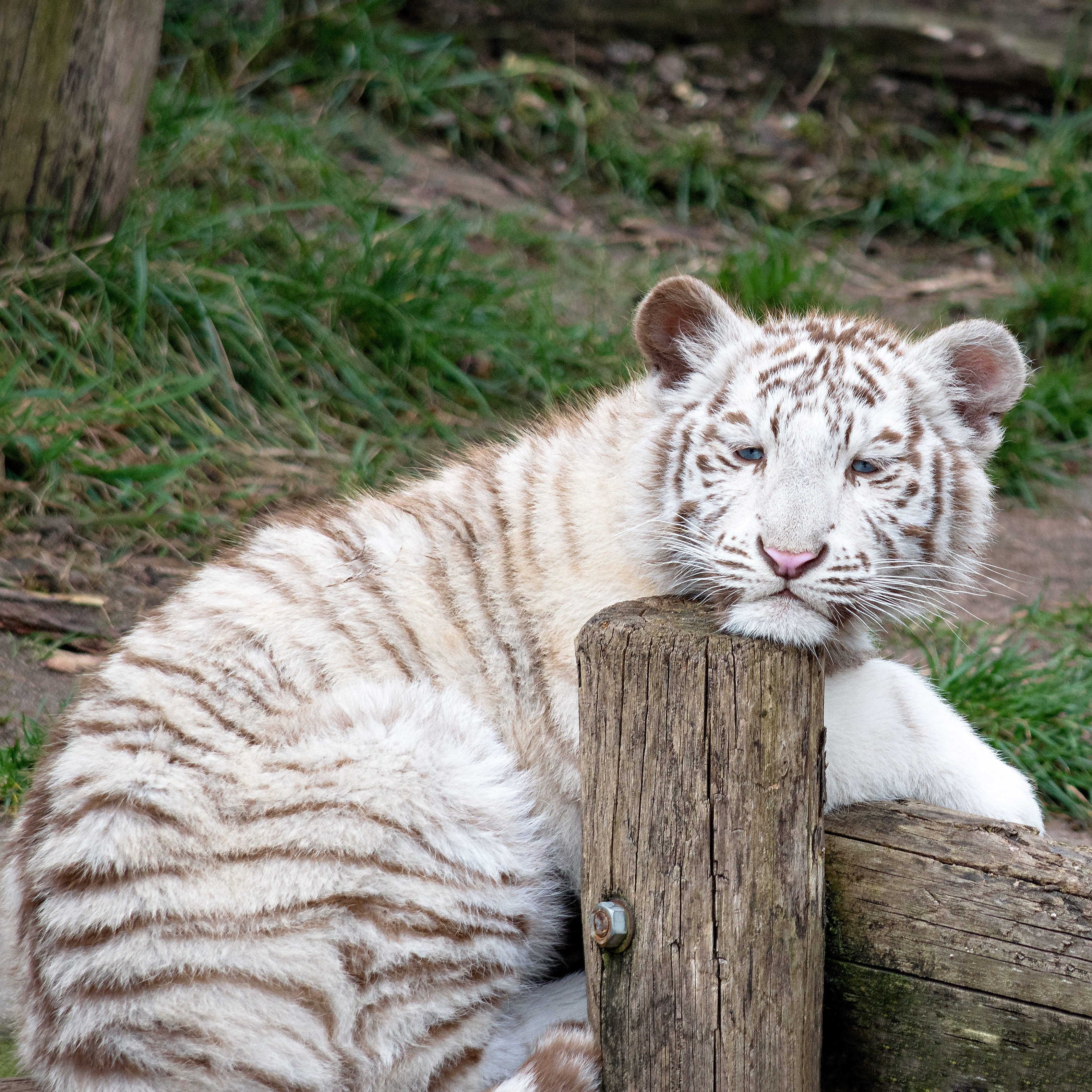 small, animal, white tiger, domestic, brown, cute, whisker, animal themes, pets, sleepy, undomesticated Cat, tired, log, wildlife, striped, hang head, one animal, Phone HD Wallpaper