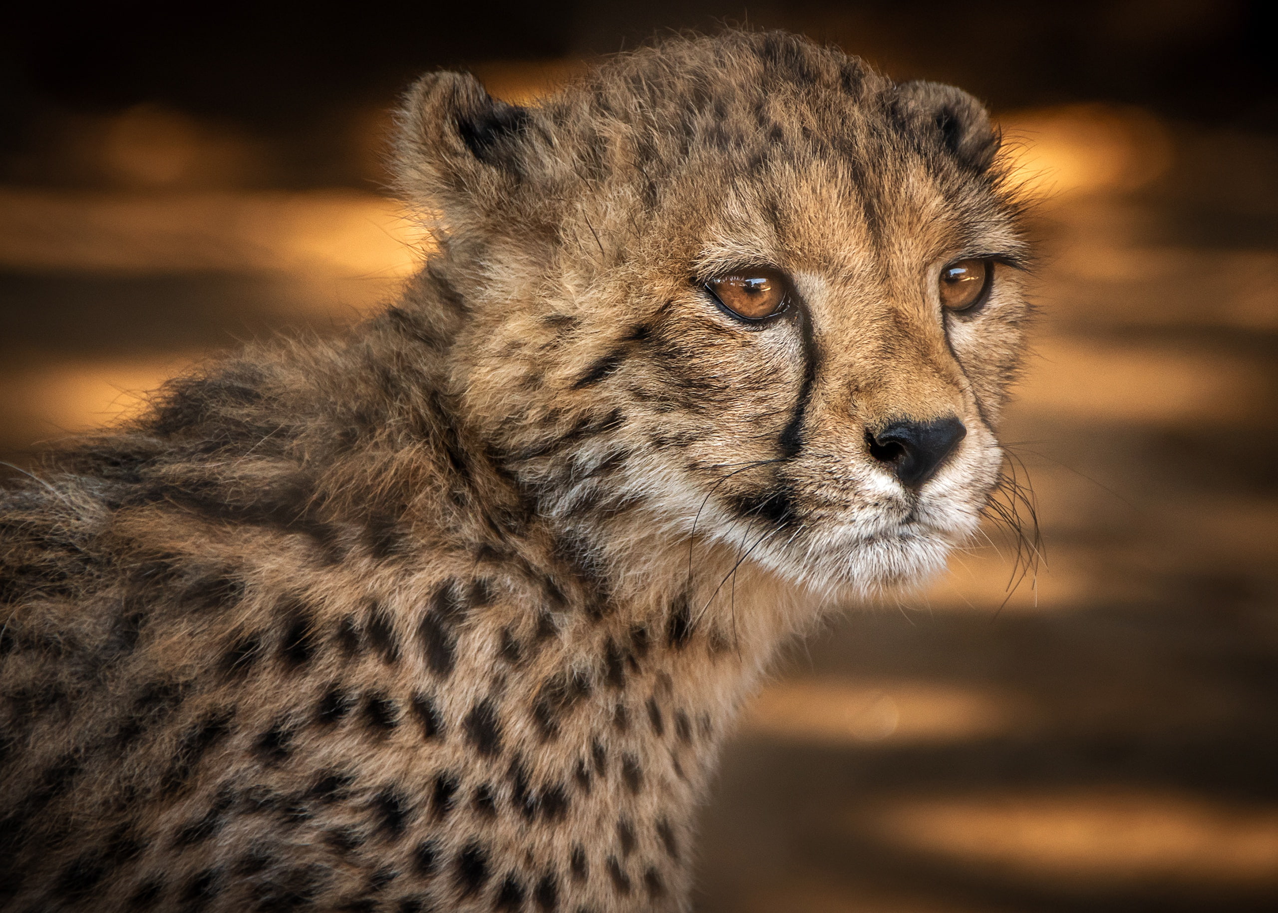 portrait, wild cat, background, look, face, baby, cub, 2K, Cheetah, HD Wallpaper