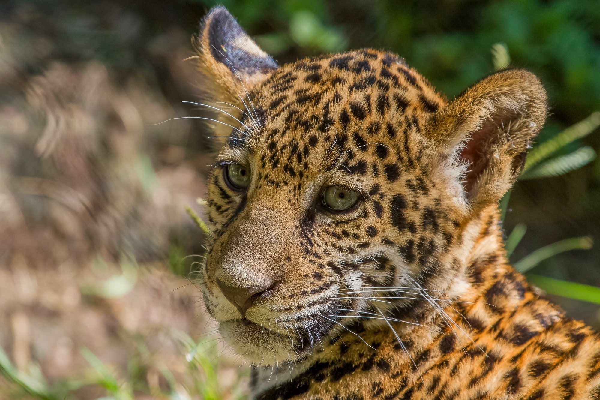 baby, wild, muzzle, cat, 1080P, jaguar, cub, HD Wallpaper