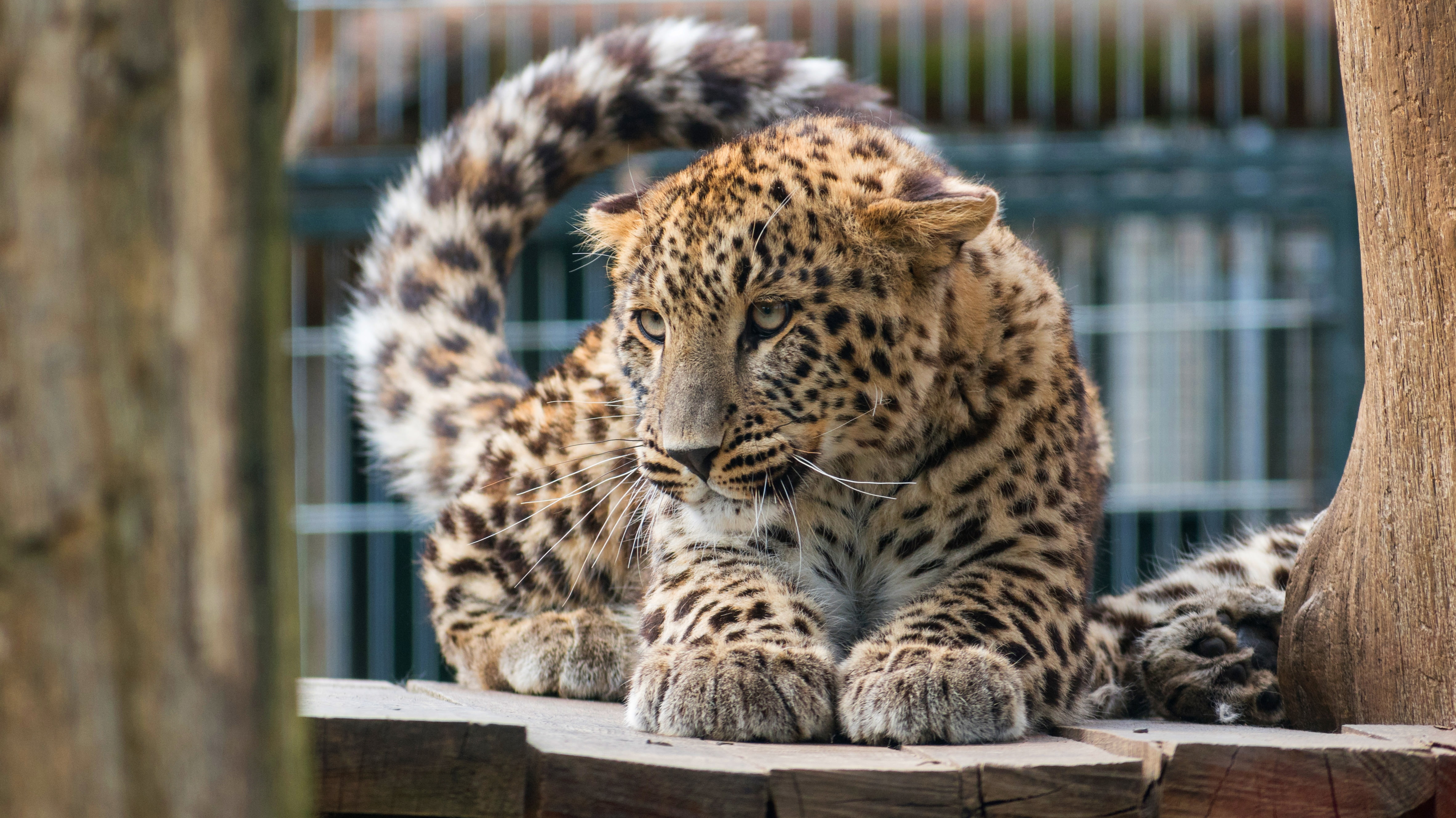 wild, tail, the fence, cub, pose, 4K, legs, bars, look, a leopard, zoo, tree, cat, baby, eyes, kitty, leopard, HD Wallpaper