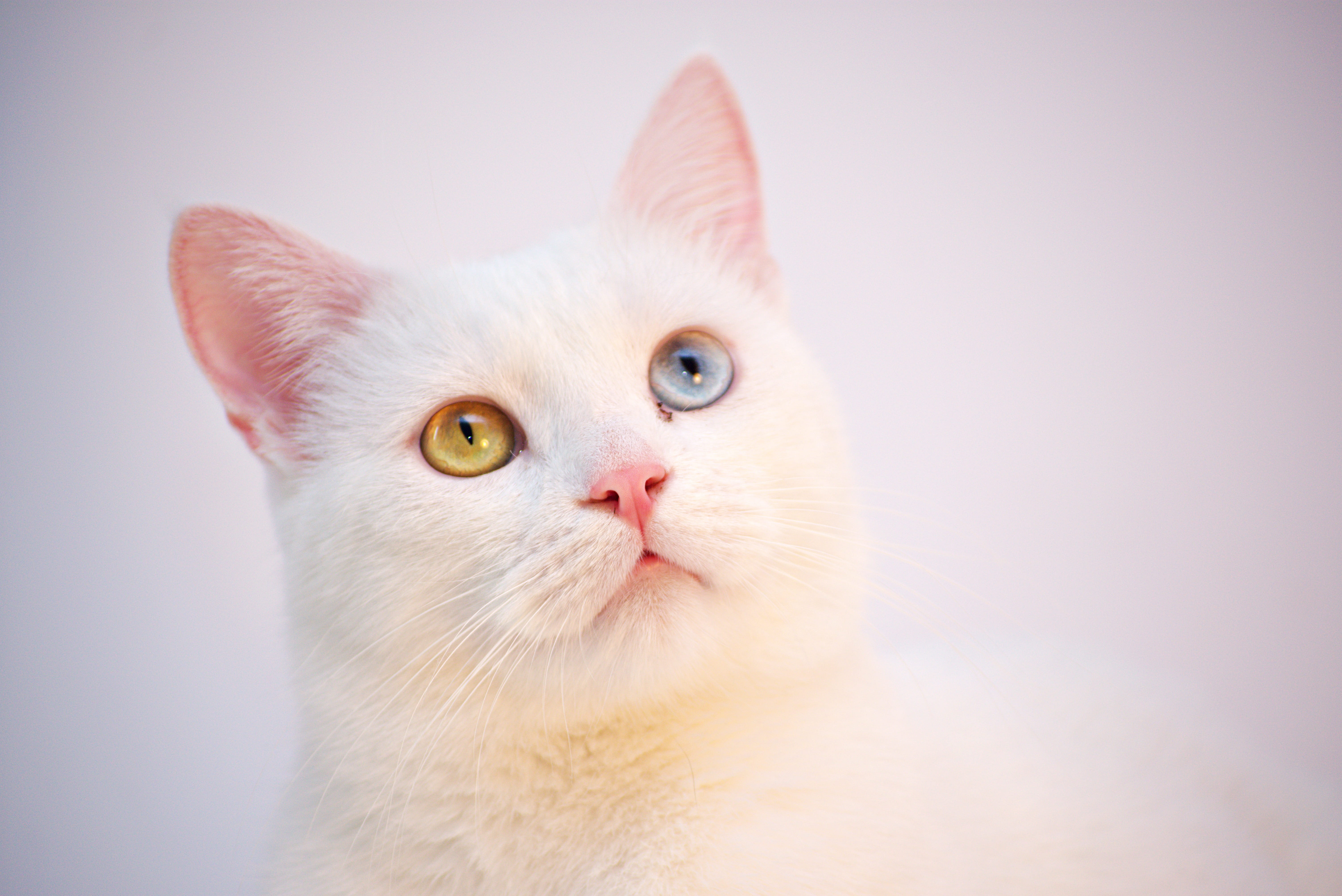 sitting, red, fluffy, studio shot, room, turkish, eye, portrait, looking, eyes, cute, furniture, angora, meow, background, spring, people, domestic cat, HD Wallpaper