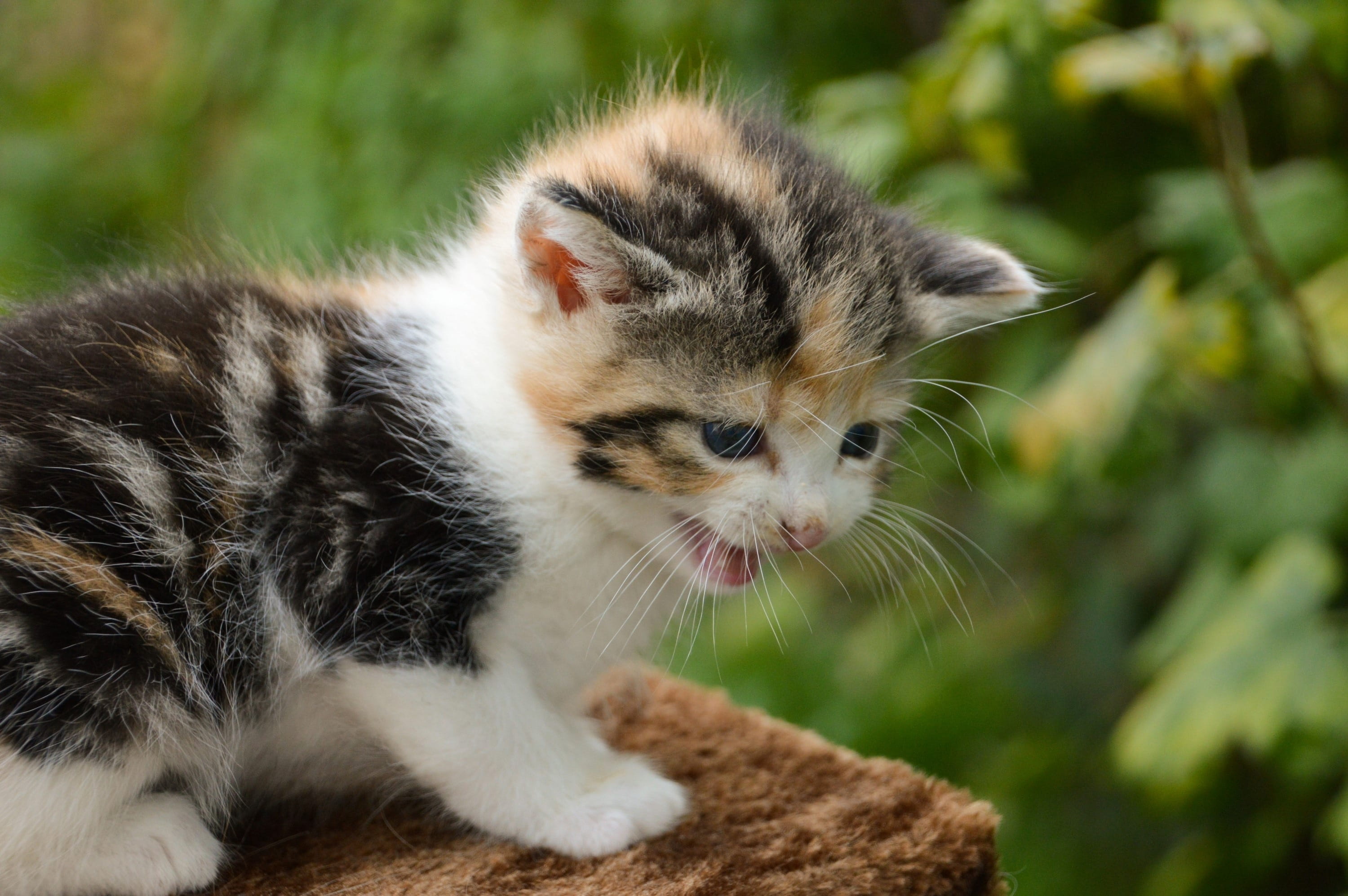 2K, fun, one animal, animals, domestic animals, kitten, kitty, moustache, profile view, cat, adorable, games, nature, young, animal themes, no people, HD Wallpaper
