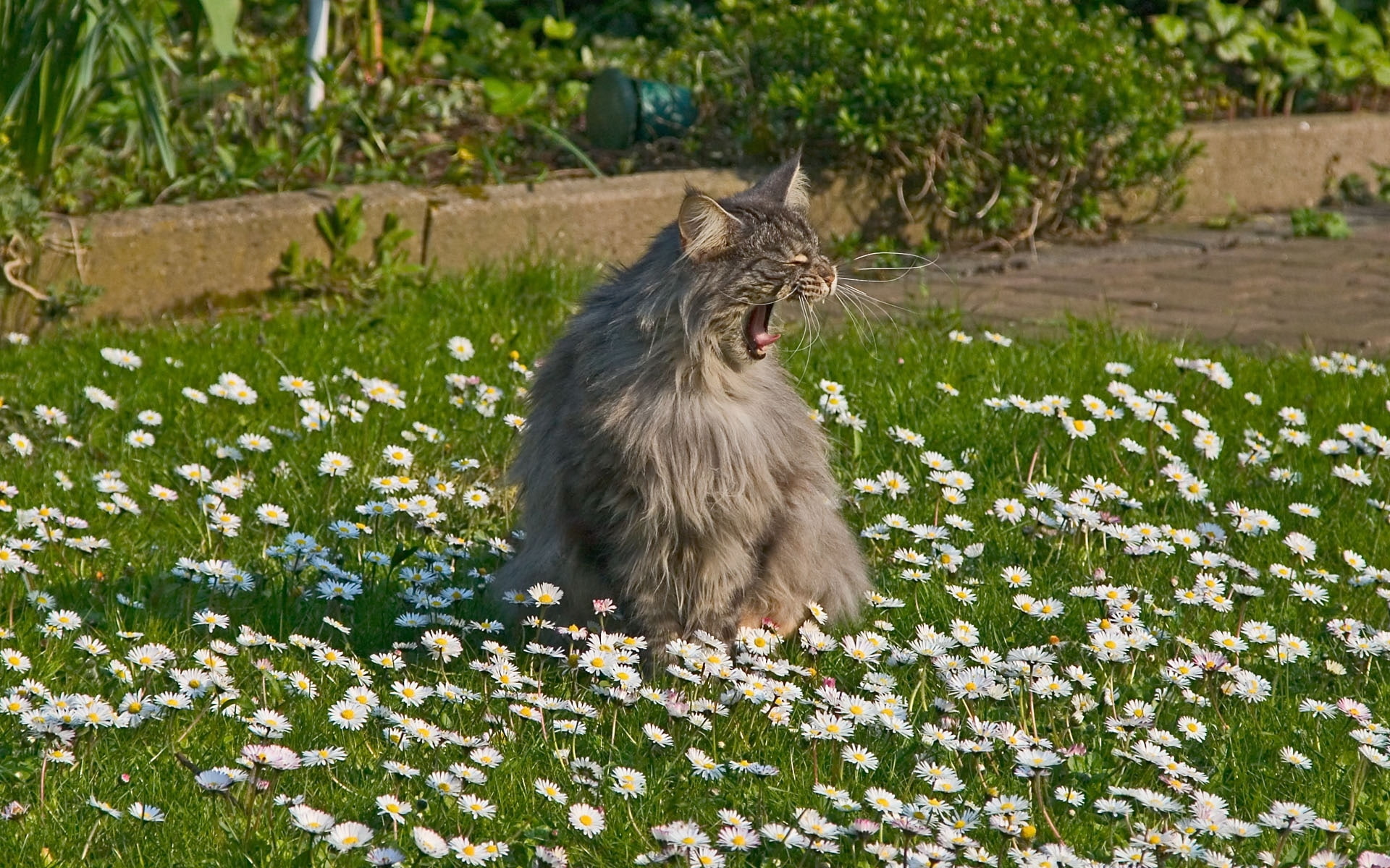 meow, grass, cat, 1080P, fluffy, HD Wallpaper