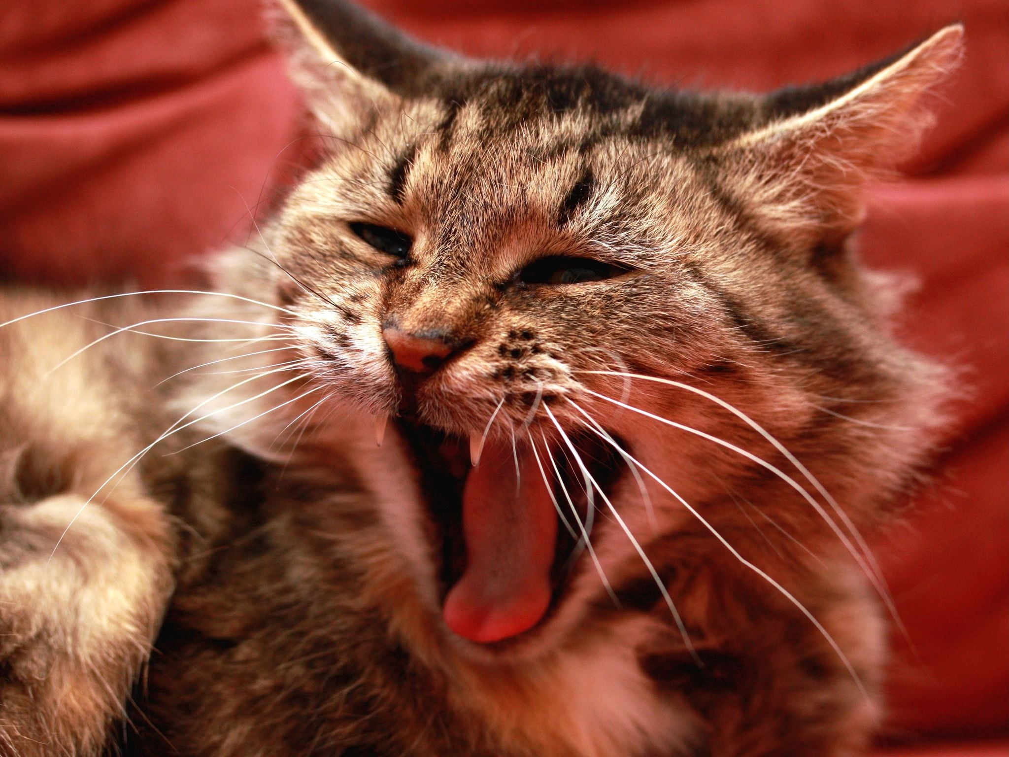 yawning, 1080P, beauty, meow, relaxation, tabby, feline, animal tongue, human Face, domestic, mouth, no people, cute, lying Down, furry, striped, close-up, HD Wallpaper
