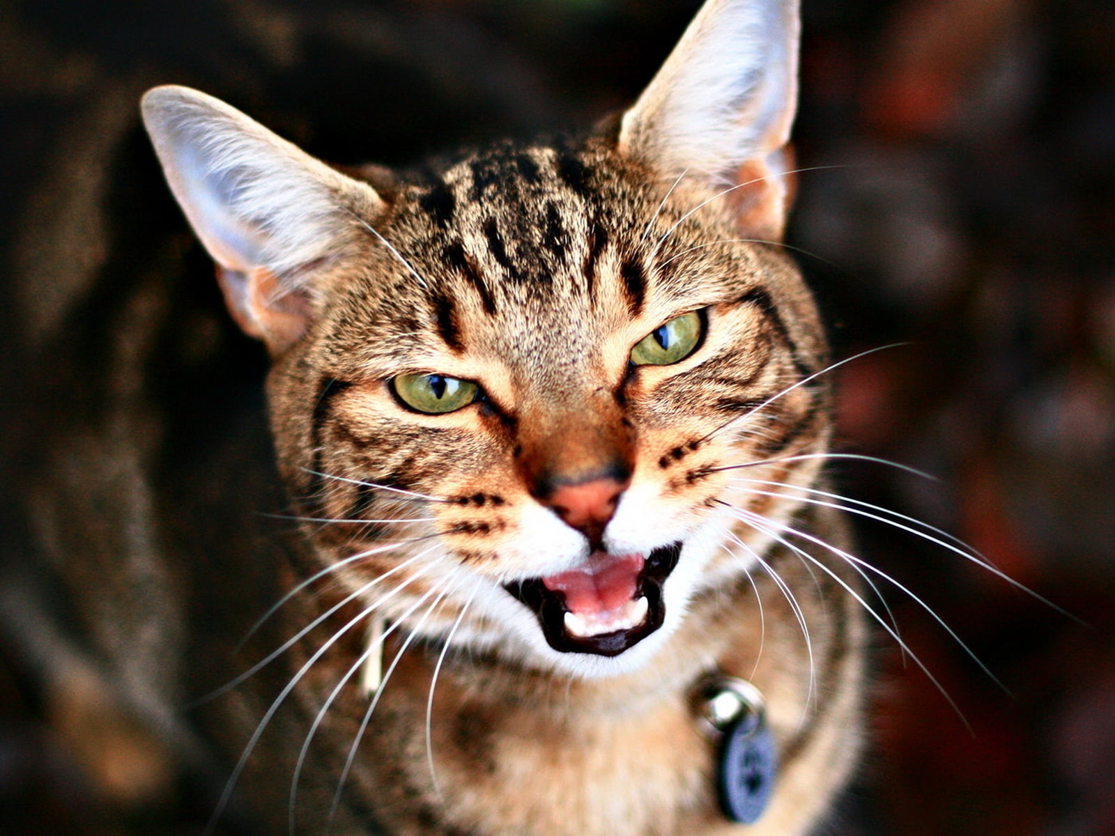 animals And Pets, beautiful, looking, staring, domestic Animals, mouth open, fur, focus on foreground, close-up, cute, animal mouth, tabby, animal Nose, HD Wallpaper