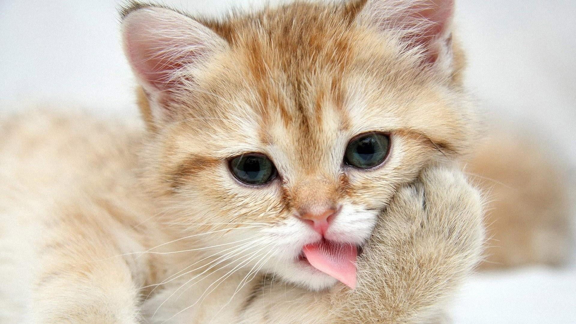 one animal, portrait, vertebrate, whisker, domestic animals, animal body part, animal themes, cat, close-up, no people, indoors, domestic, 1080P, young animal, HD Wallpaper