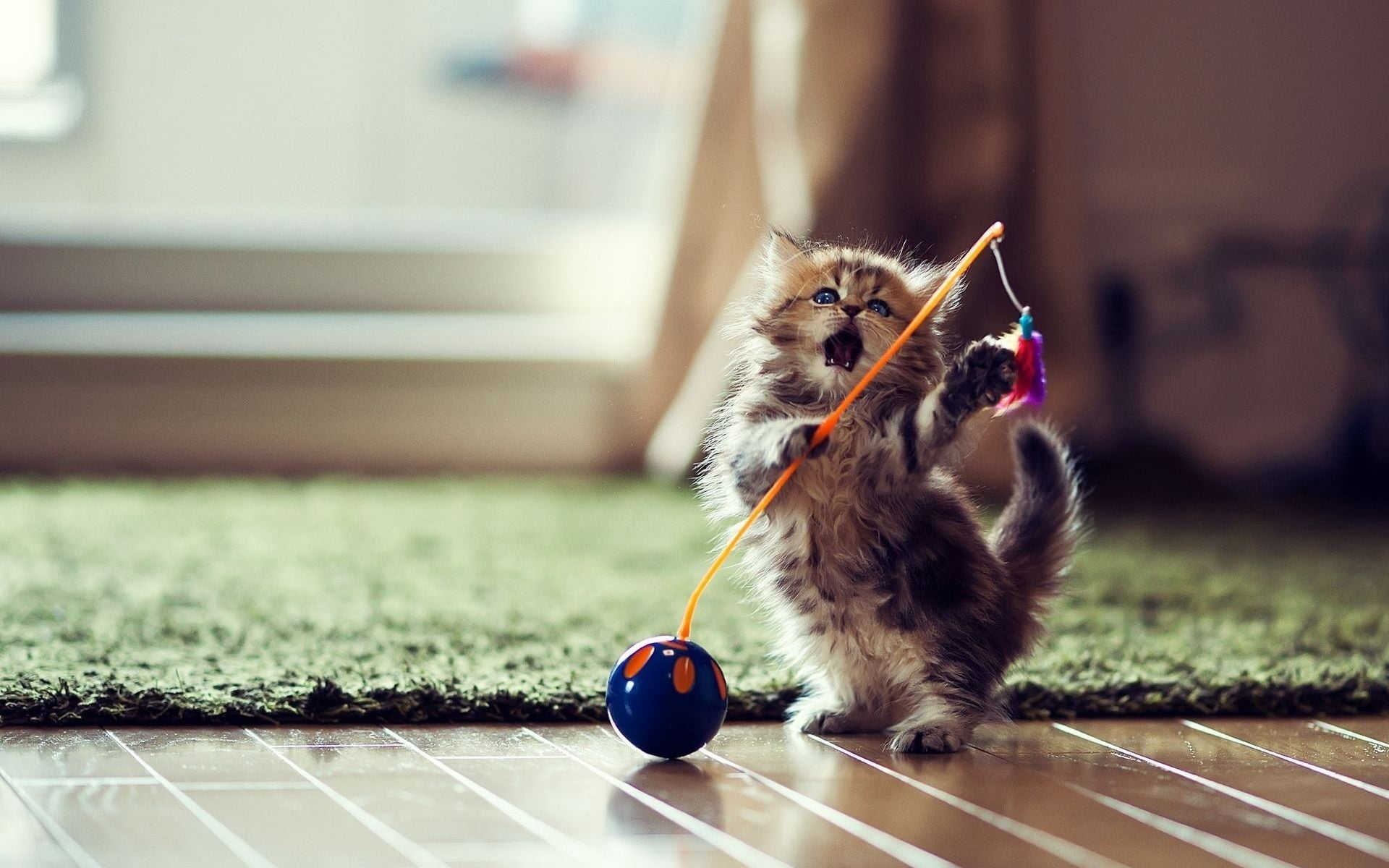 striped, domestic, humor, undomesticated Cat, young Animal, 1080P, no people, paw, kitten, tabby, domestic Cat, fluffy, animal Hair, flooring, toy, whisker, HD Wallpaper