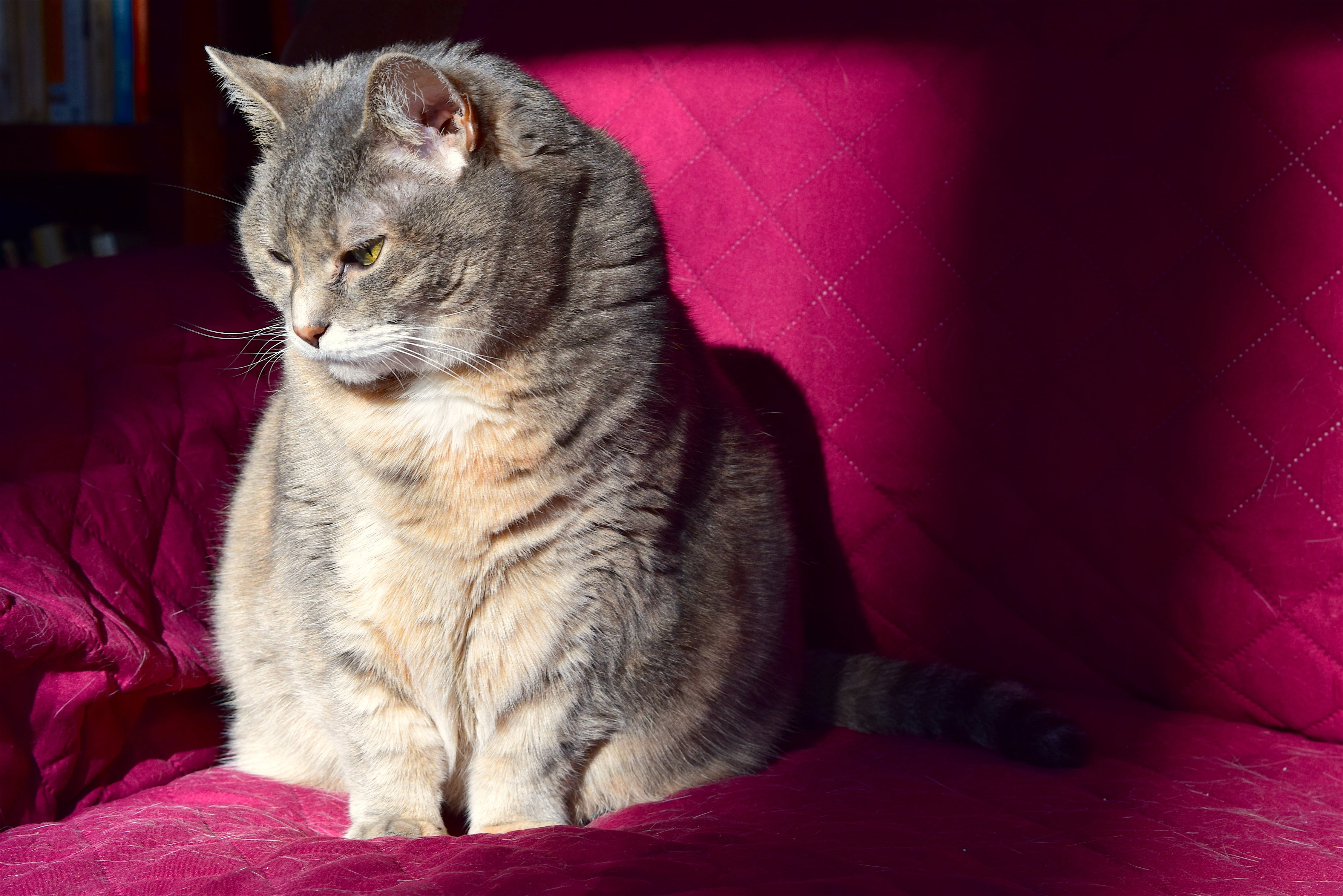 domestic cat, furniture, gray, young, soft, pets, shadow, sofa, relaxation, pink, 4K, domestic animals, meow, indoors, kitty, vertebrate, looking, animal, HD Wallpaper