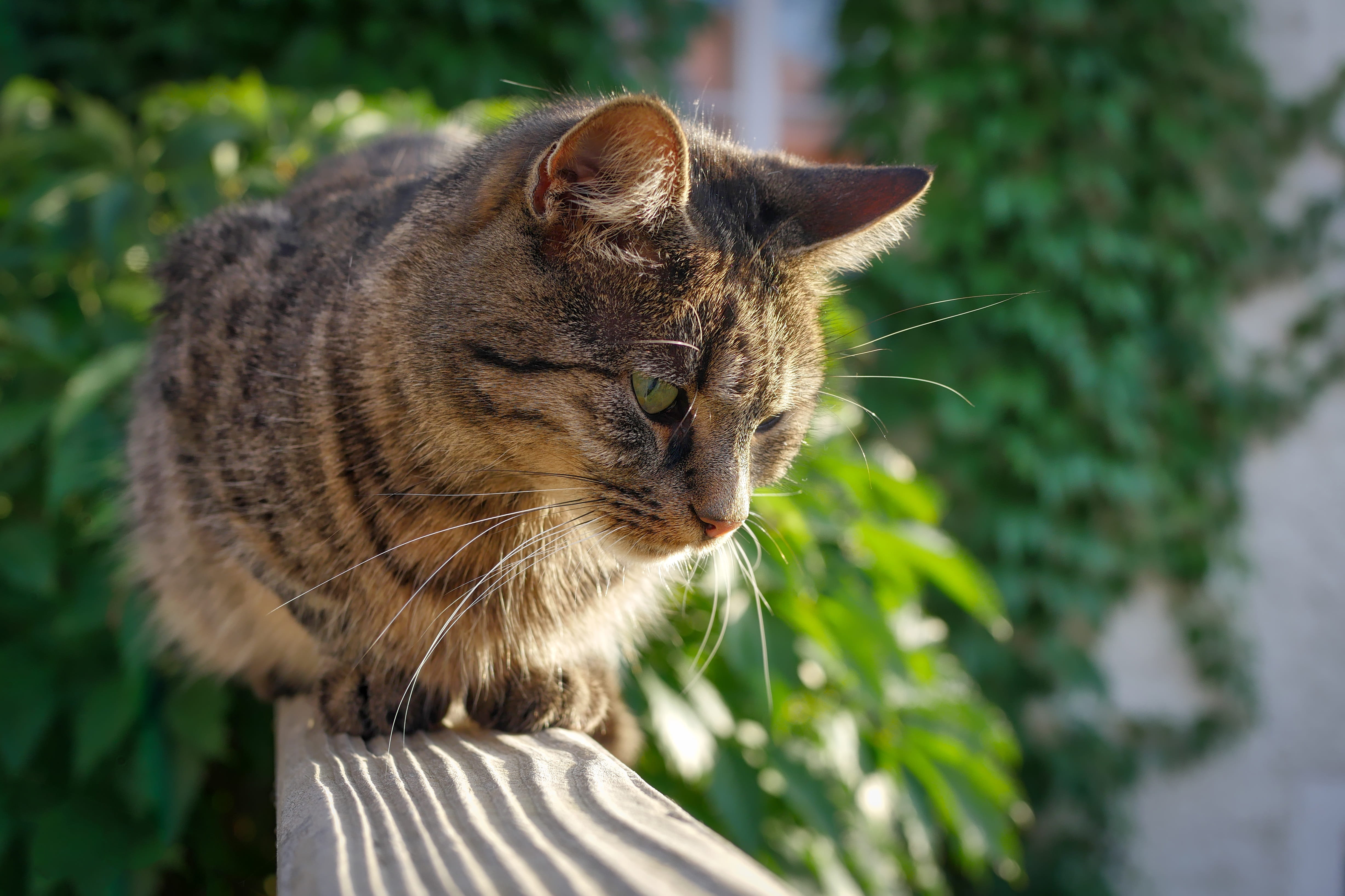 fluffy, whisker, feline, domestic animals, animal wildlife, mammal, focus on foreground, cat, meow, day, domestic cat, domesticated, nature, pets, no people, HD Wallpaper