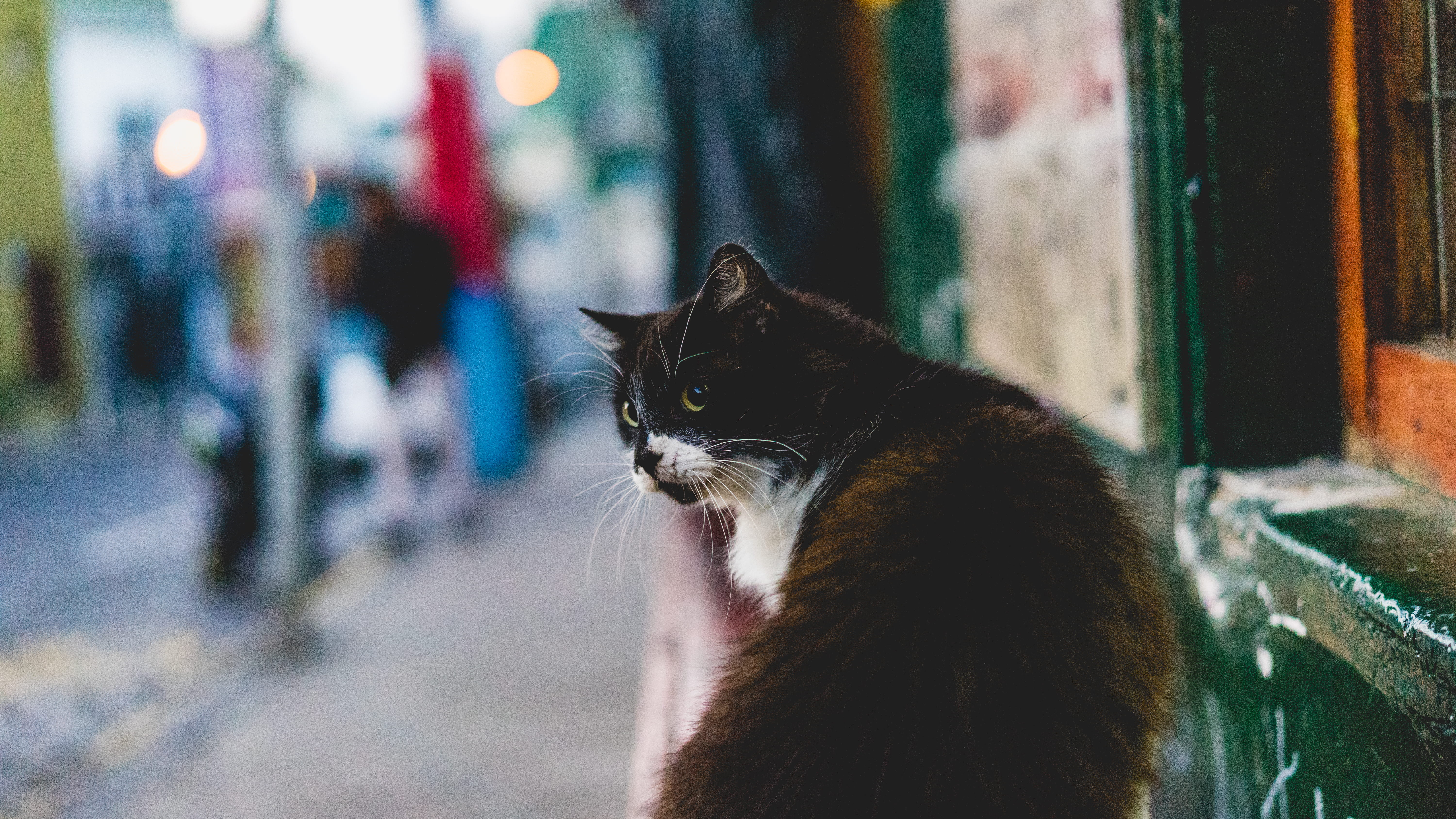 portrait, close-up, animal themes, sitting, domestic cat, 5K, focus on foreground, one animal, domestic, domestic animals, vertebrate, meow, pets, cat, HD Wallpaper