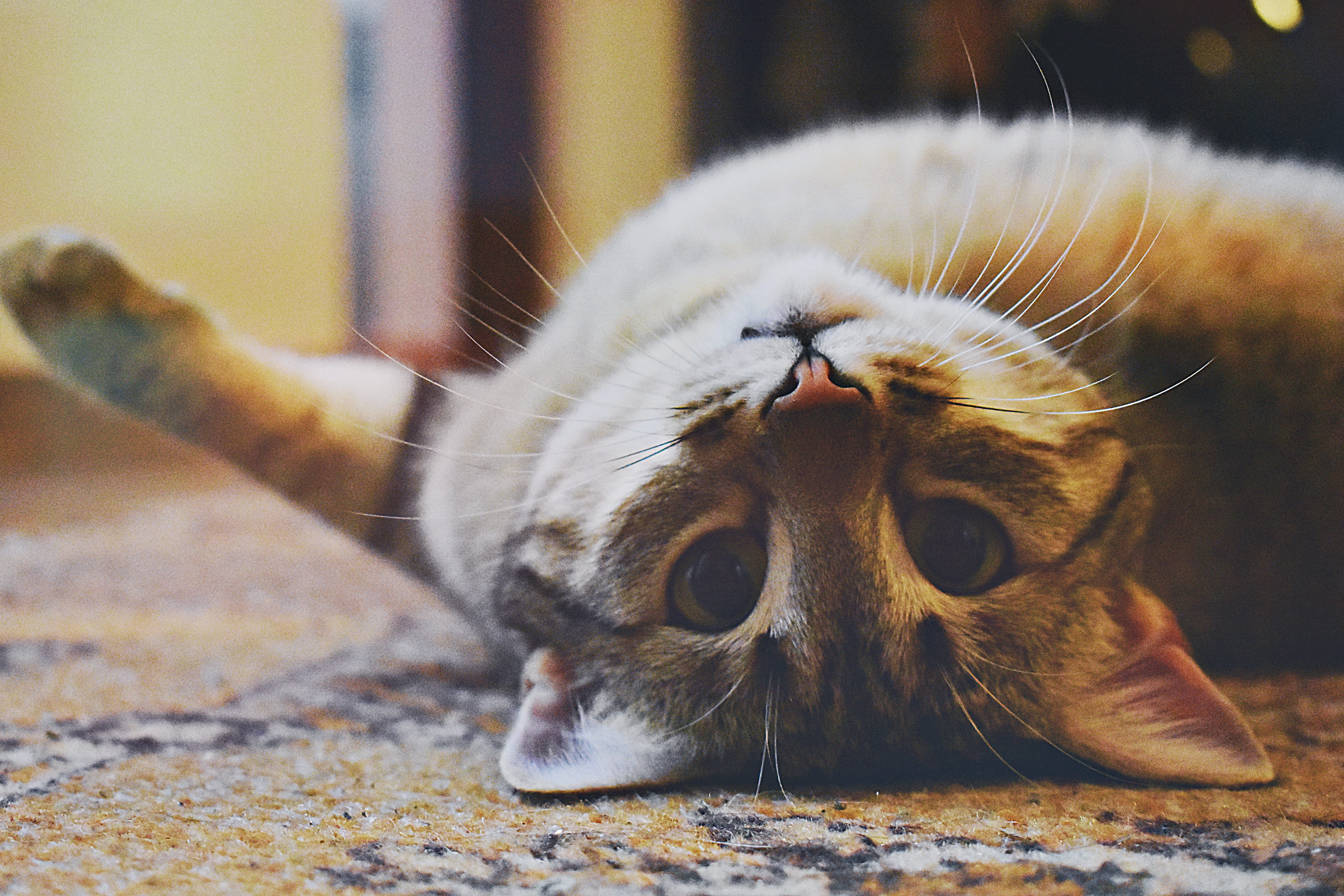 close-up, eyes, living, cafe, day, feline, turkish, beautiful, relaxation, animal themes, house, portrait, whisker, red, mammal, domestic, animal, background, HD Wallpaper