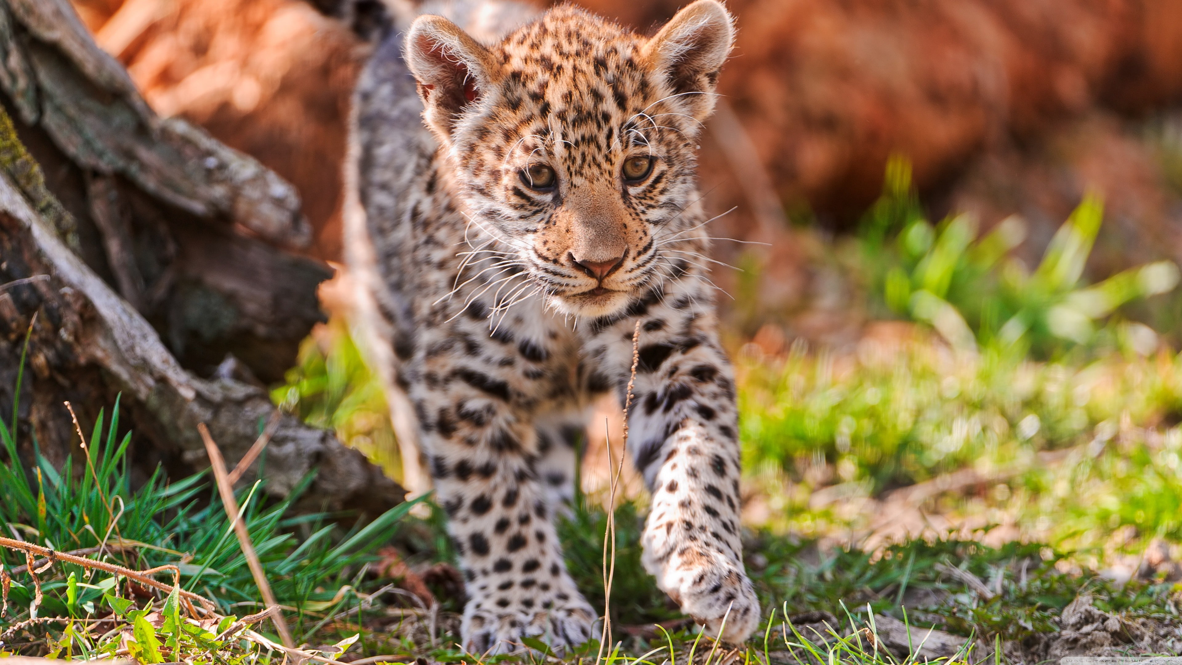 cute, leopard, wild nature, 4K, Jaguar, animal, walking, baby, graphic, forest, HD Wallpaper