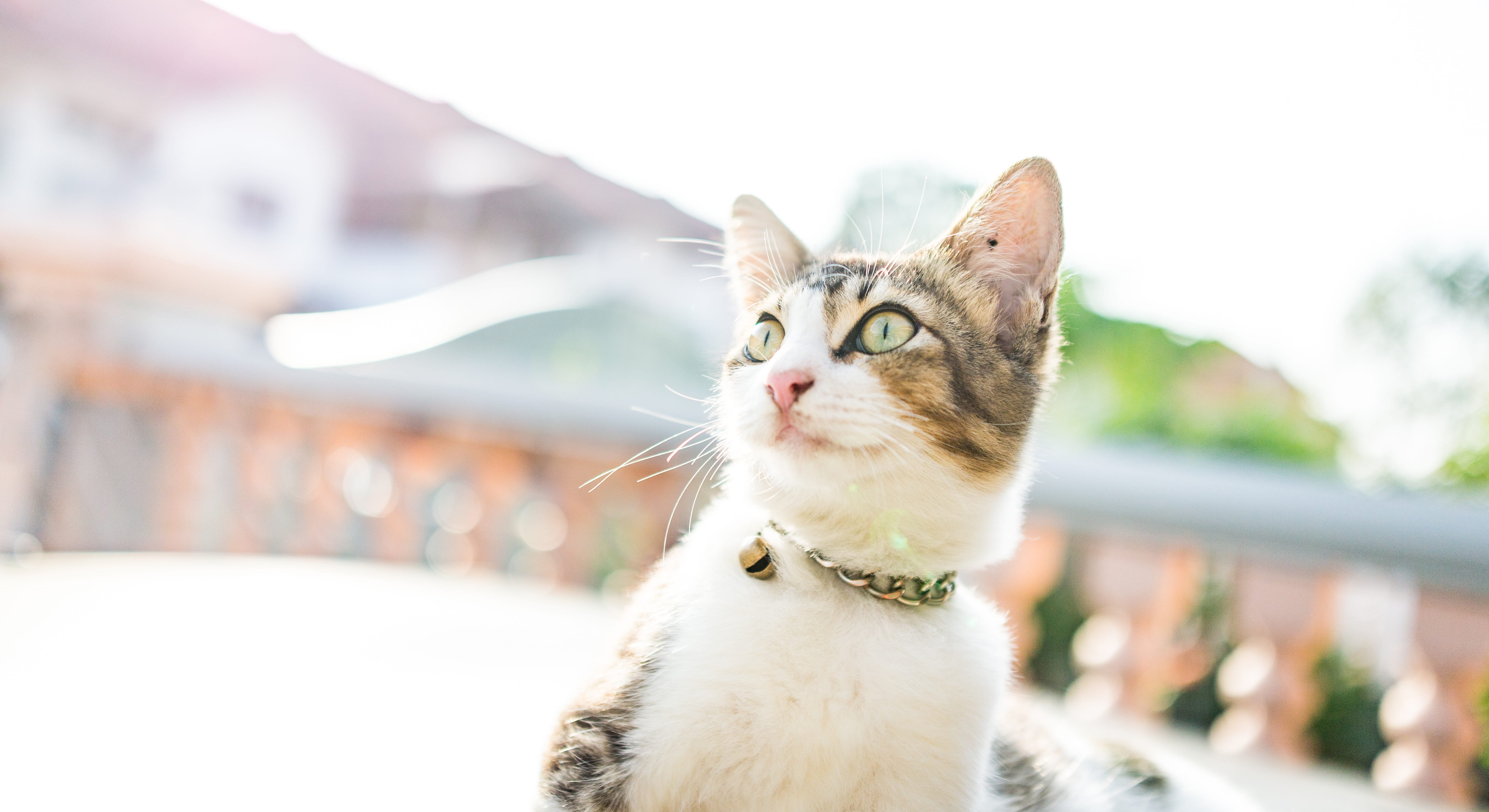 whisker, no people, animal, cat, mammal, pet, eyes, portrait, 5K, kitty, cute, day, domestic, meow, focus on foreground, looking away, looking, vertebrate, HD Wallpaper