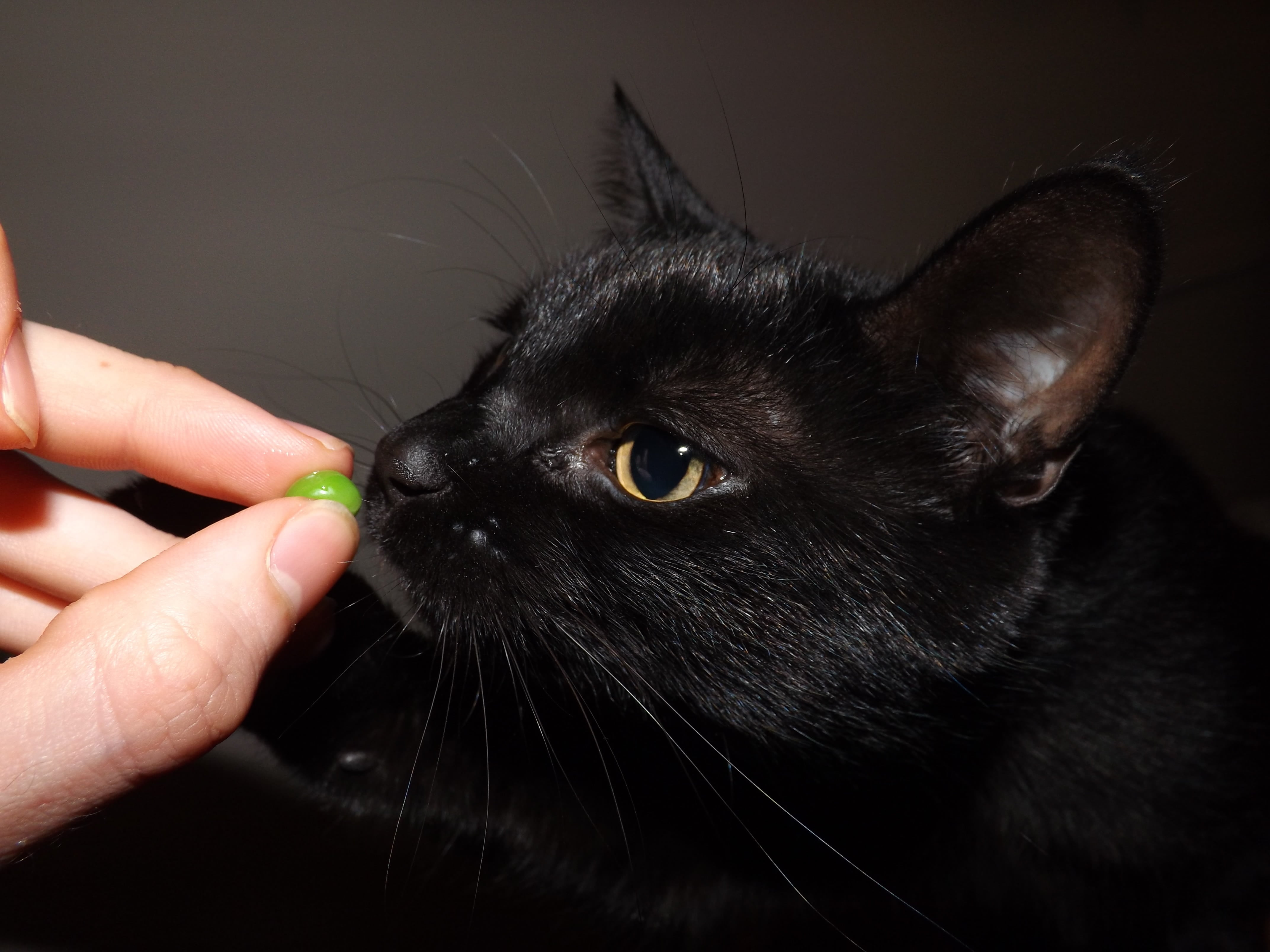 cute, one person, crossbreed, body part, black, pet, close-up, pet owner, kitty, lucky, cat, pea, gonzo, healthy, human limb, meow, domestic cat, whisker, HD Wallpaper