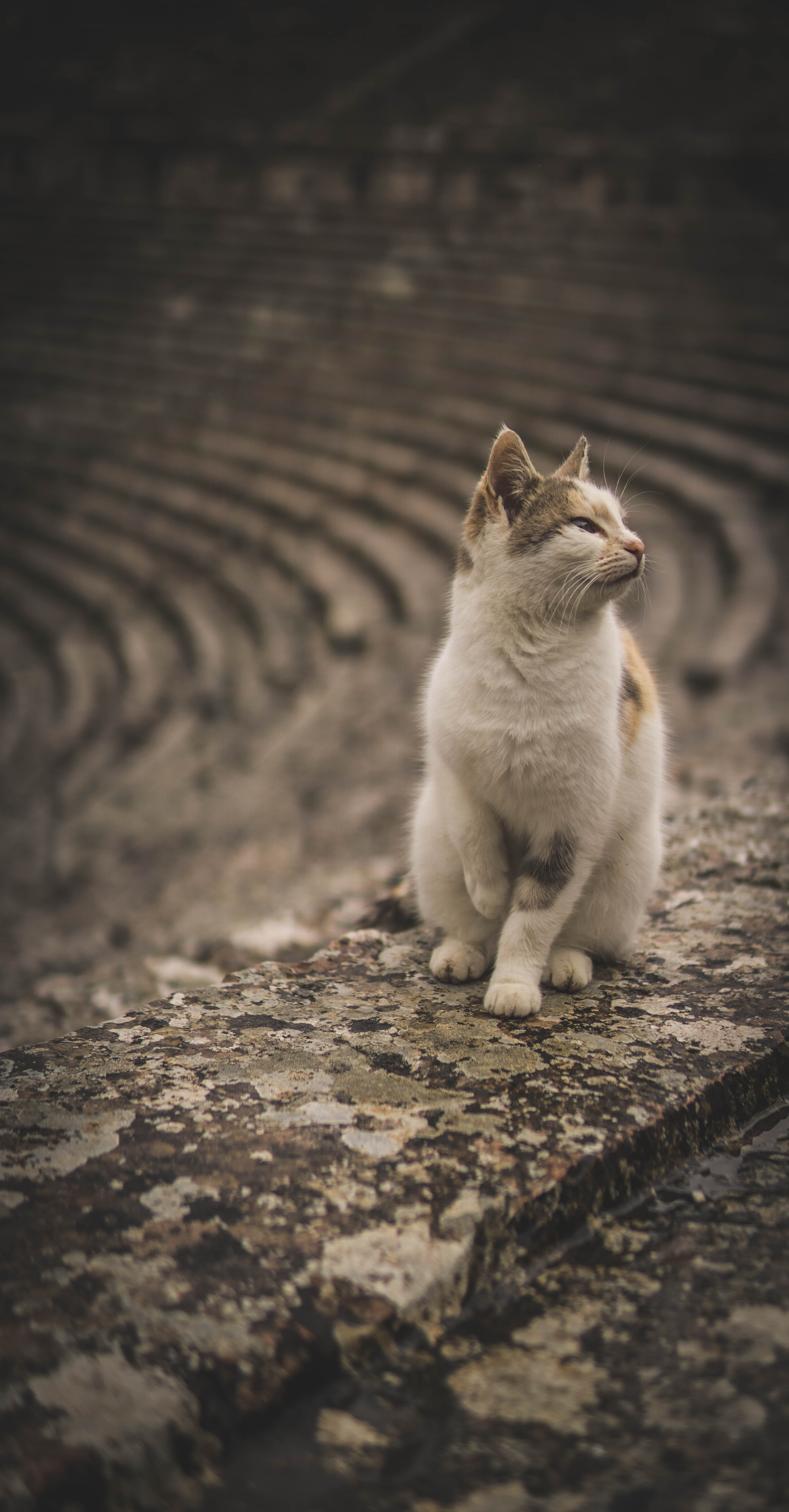 sitting, floor, footpath, animal, domestic, nature, 5K, selective focus, mammal, vertebrate, one animal, whisker, street, looking away, no people, cat, Phone HD Wallpaper