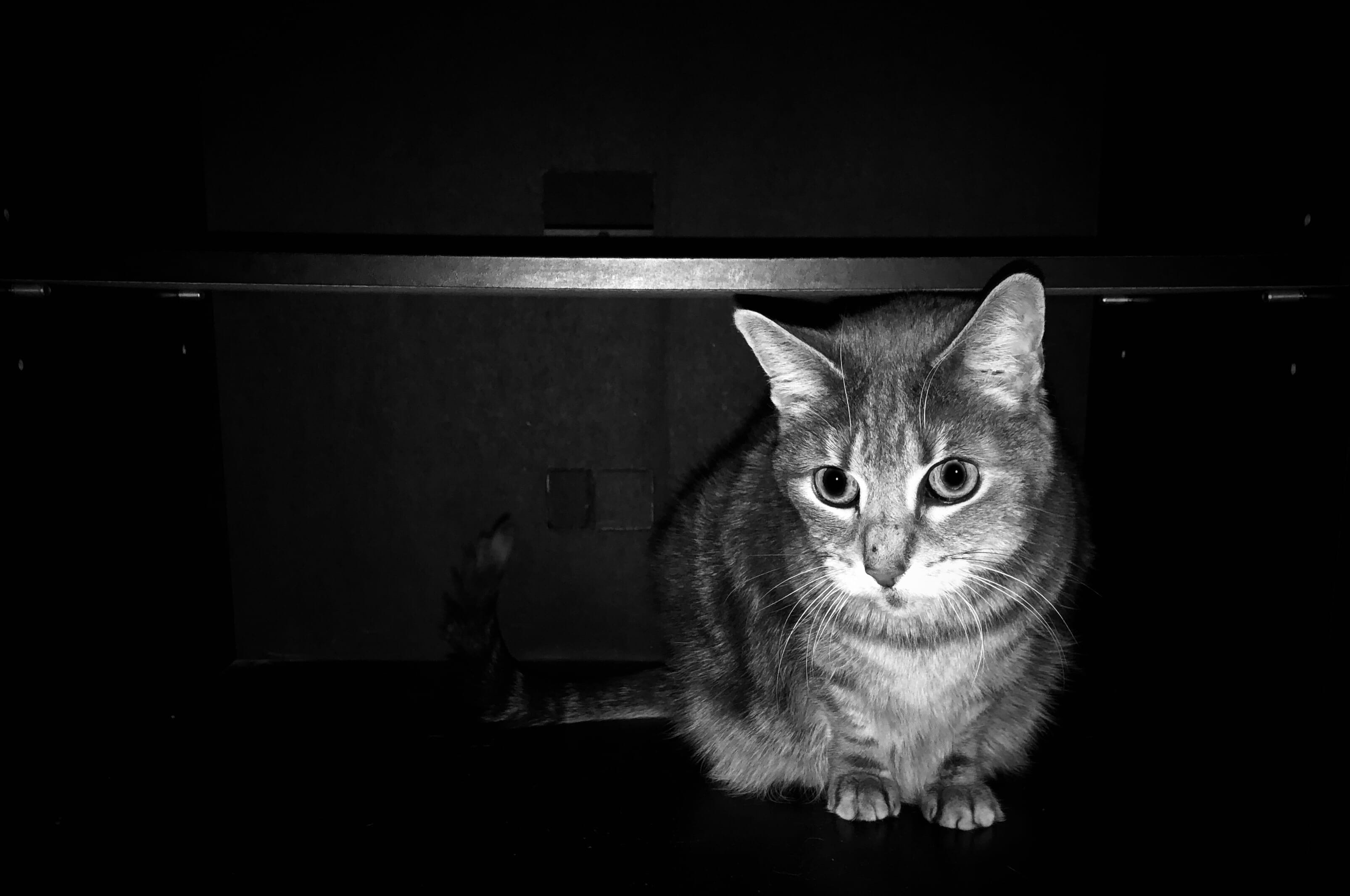 2K, indoors, no people, vertebrate, domestic animals, domestic, meow, black and white, kitty, feline, pet, looking, cat, whisker, looking at camera, fur, HD Wallpaper