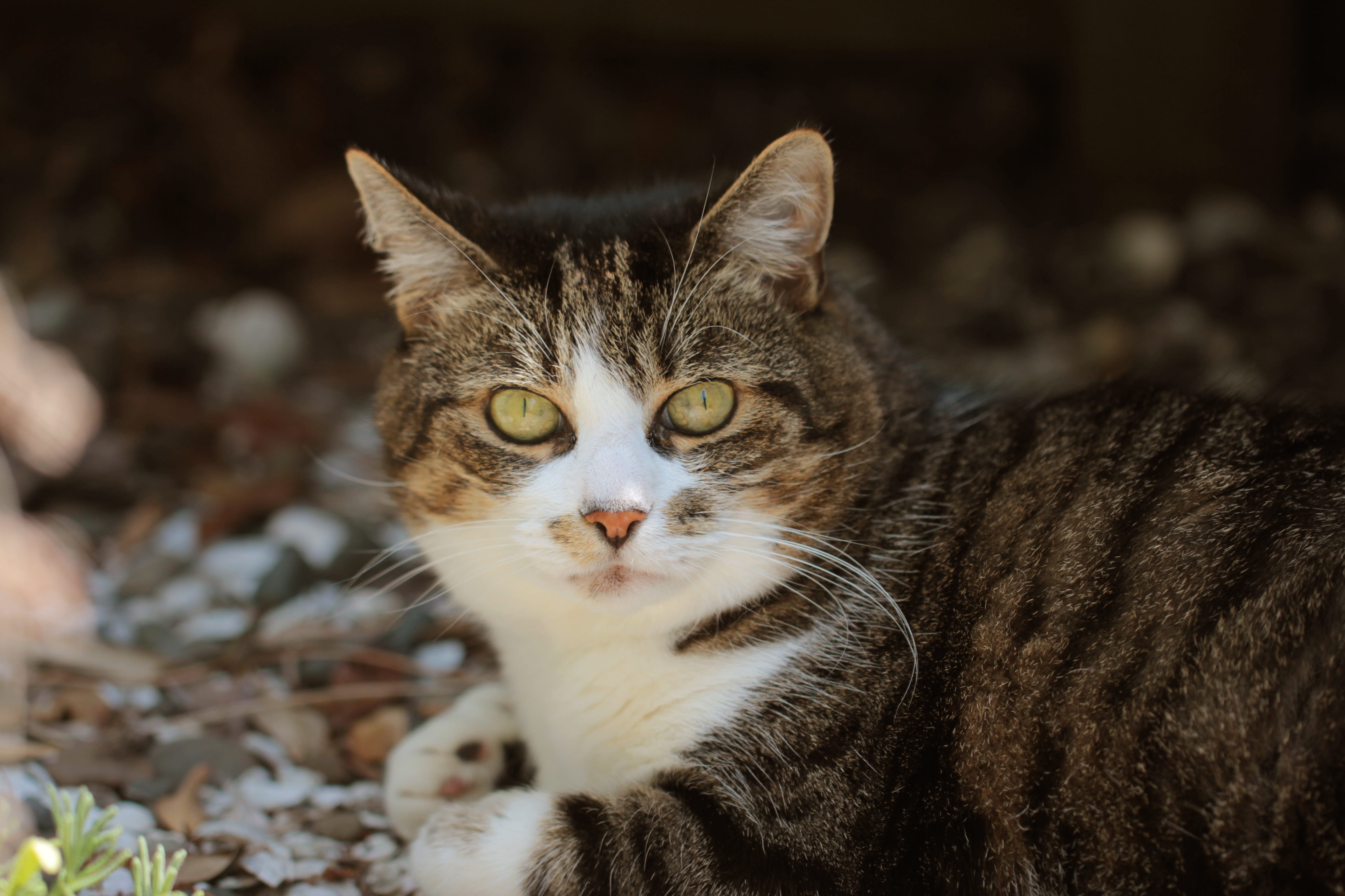 animal, vet, abyssinian, close-up, domestic, one animal, ears, veterinary; veterinarian, animals, shells, relaxation, domestic animals, looking at camera, HD Wallpaper