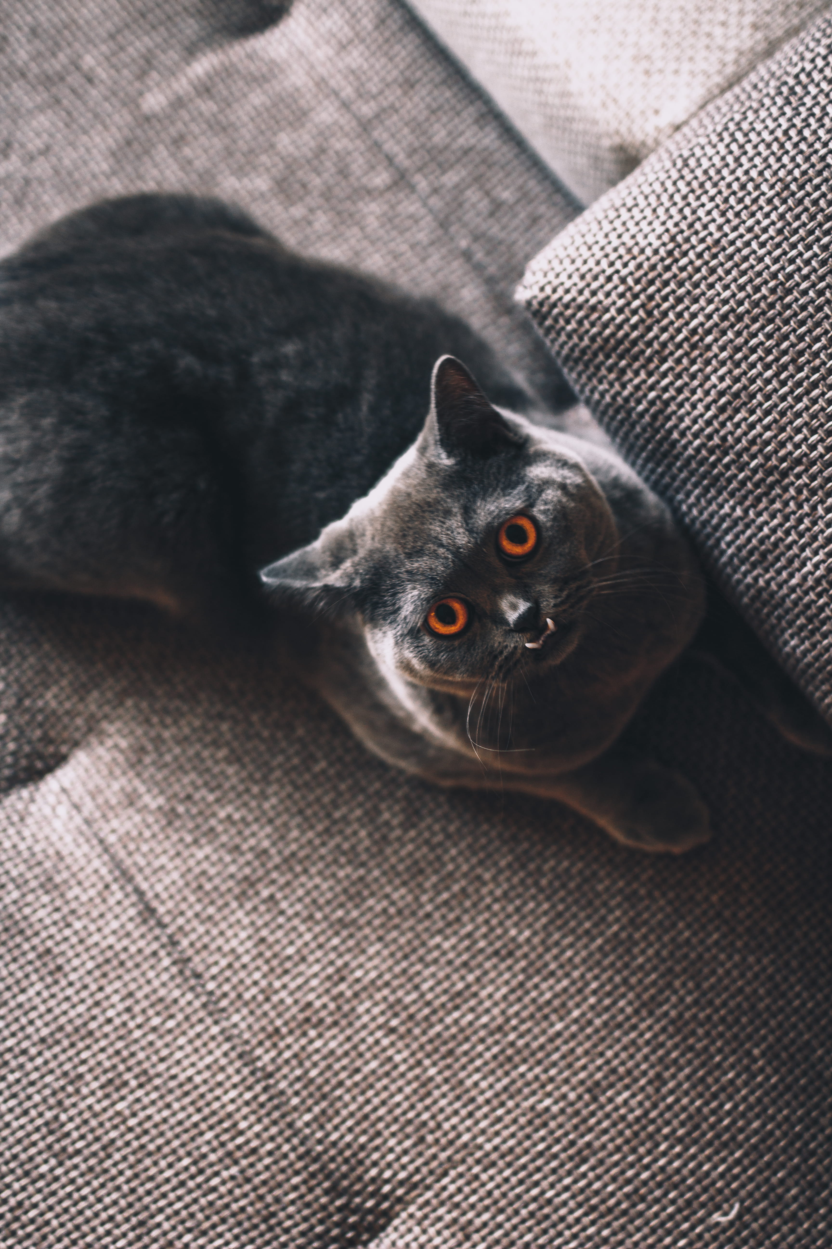 5K, vintage, classic, sleeping, seat, beautiful, watch, paw, domestic Cat, indoor, indoors, tired, pet, fur, short, orange, cat, looking, eye, mammal, Phone HD Wallpaper