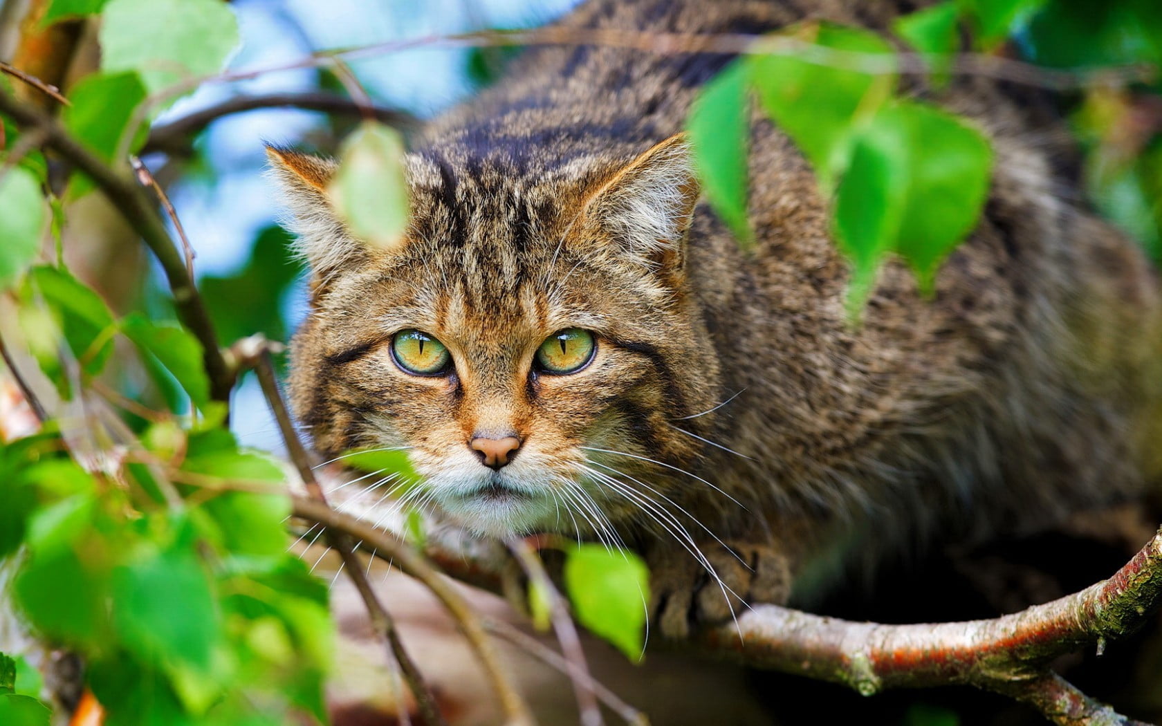 vertebrate, one animal, nature, domestic animals, pets, portrait, black, brown, close-up, cat, animal themes, looking at camera, animal, tabby, no people, HD Wallpaper