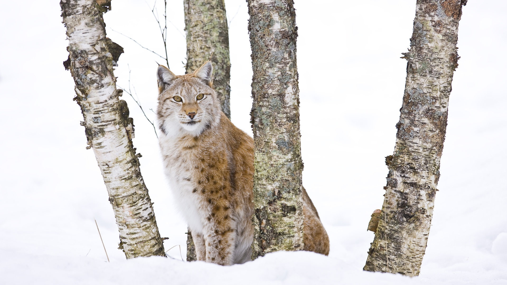 Woods, Wildcat, 1080P, HD Wallpaper