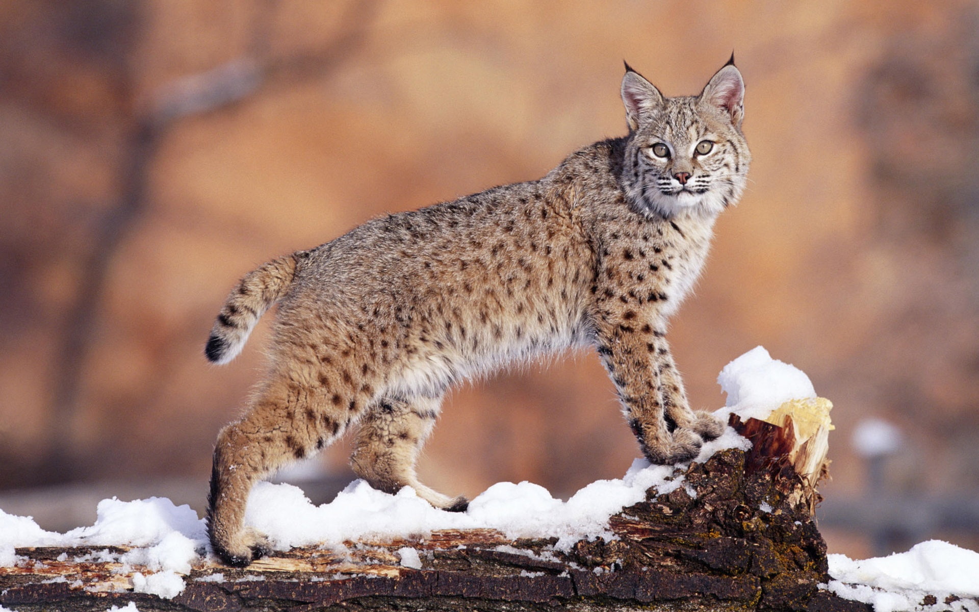 bob, Wildcat, 1080P, cat, grey, HD Wallpaper
