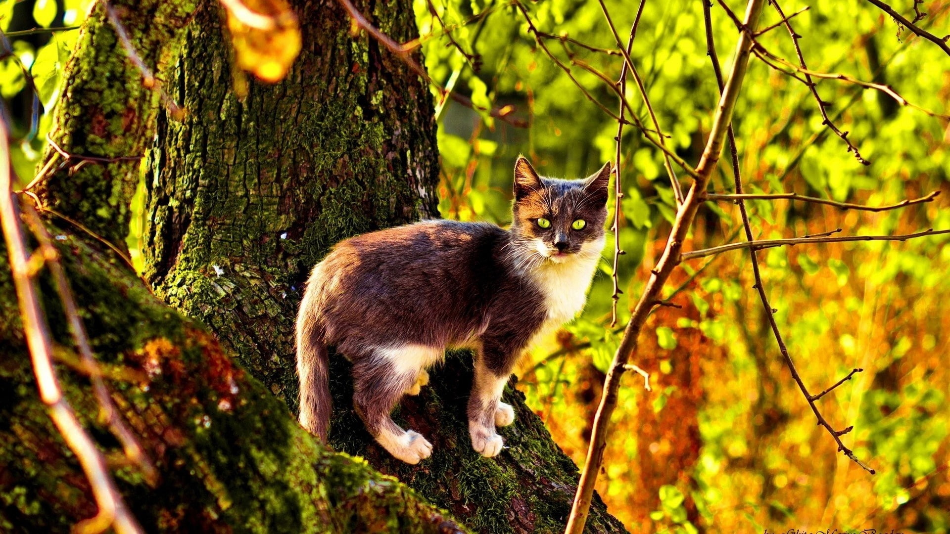 Forest, 1080P, Wildcat, Sunlight, HD Wallpaper